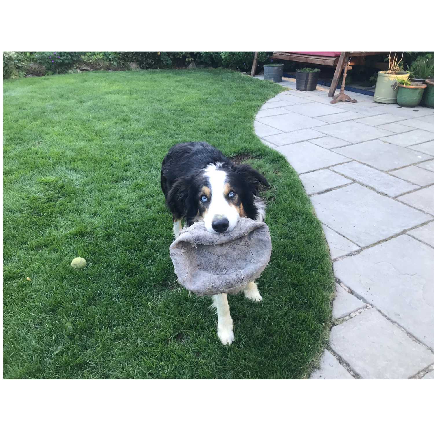 Walking Into Wisdom - Reflections of a Buddhist Dog Walker
