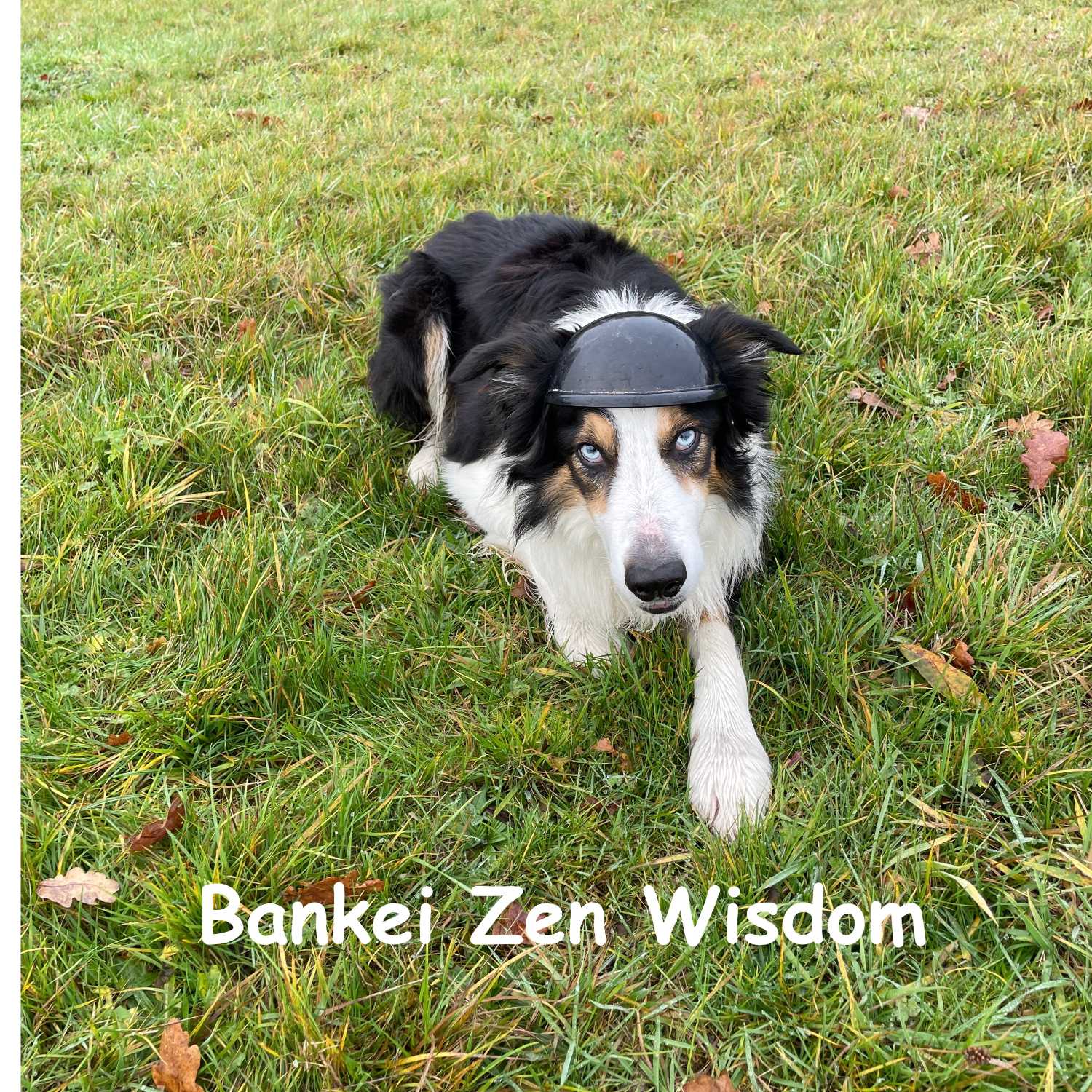 Walking Into Wisdom - Reflections of a Buddhist Dog Walker