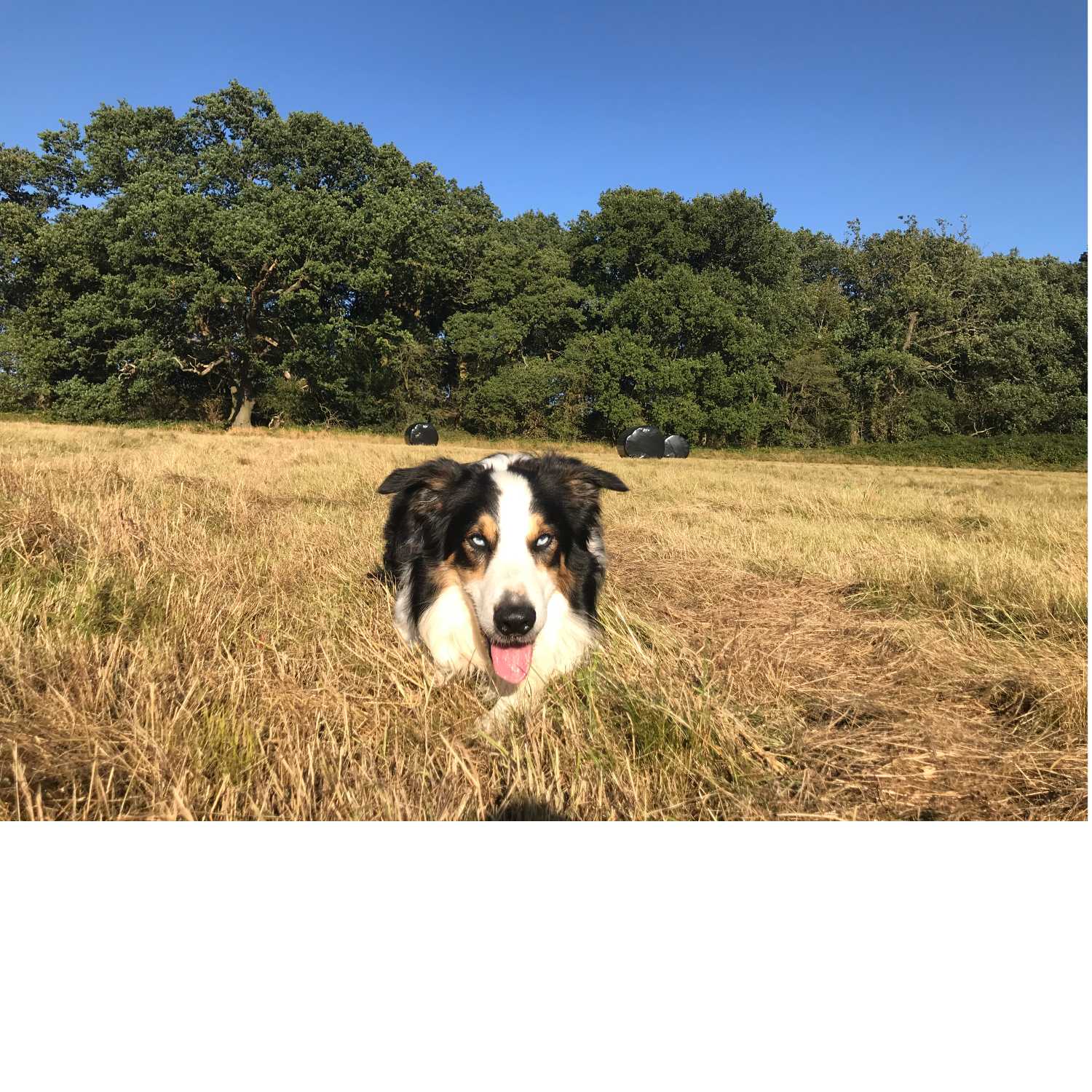 Walking Into Wisdom - Reflections of a Buddhist Dog Walker