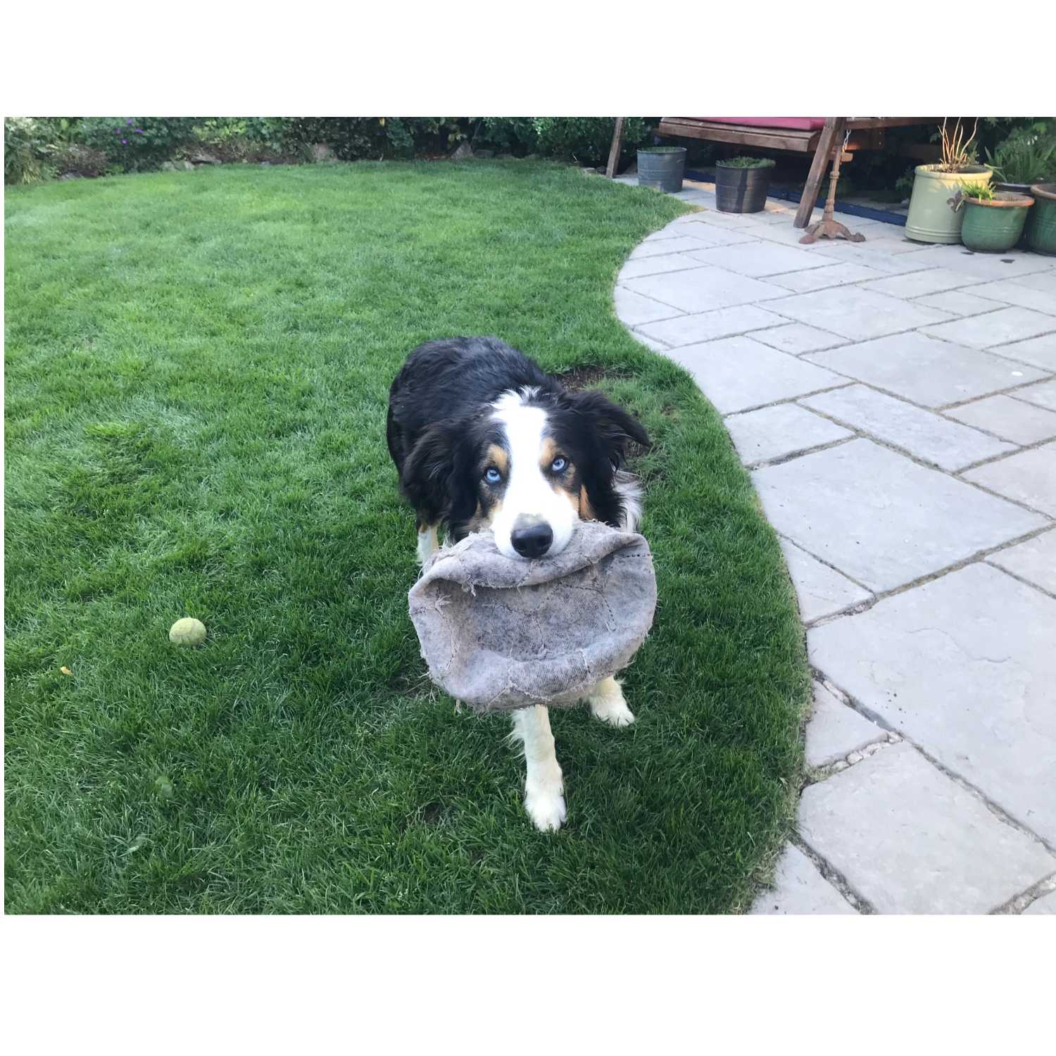 Walking Into Wisdom - Reflections of a Buddhist Dog Walker