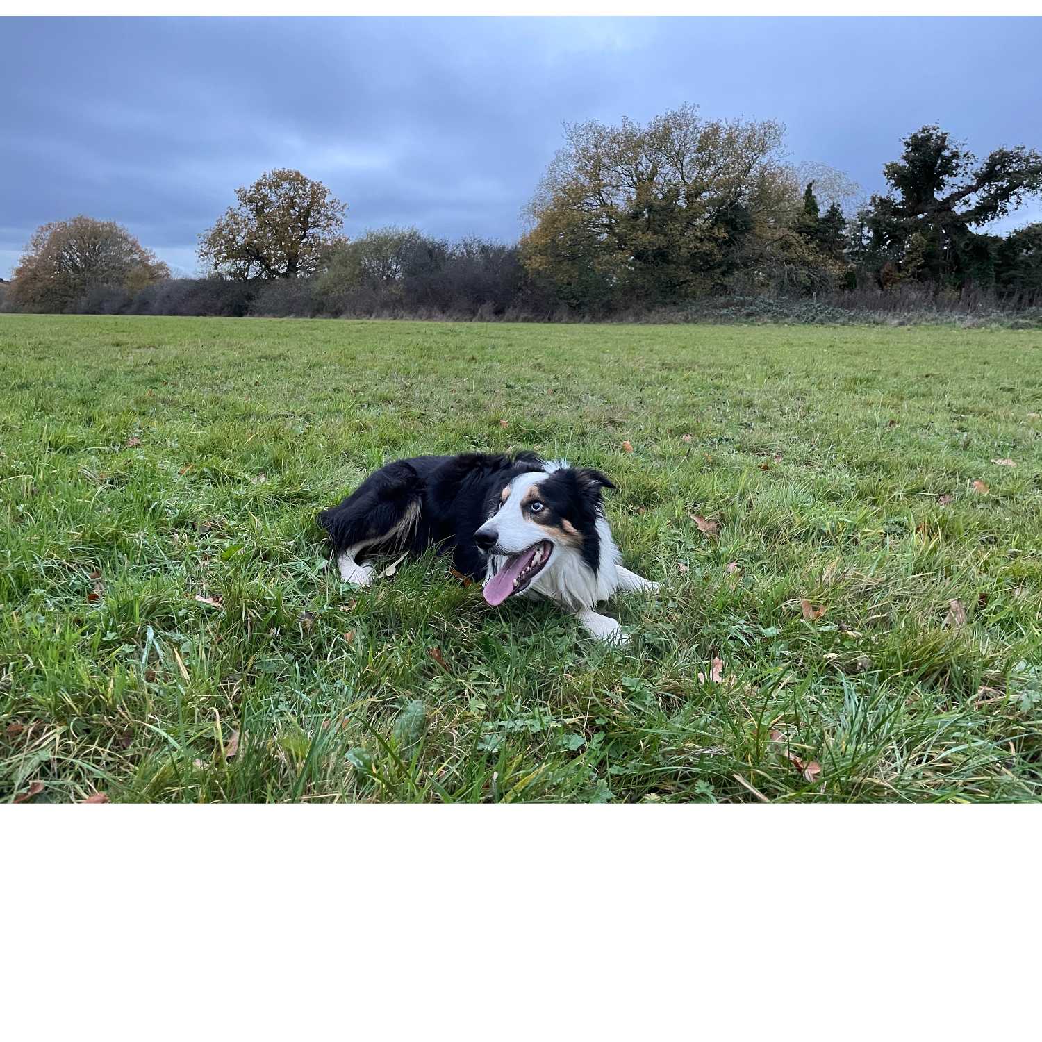 Walking Into Wisdom - Reflections of a Buddhist Dog Walker