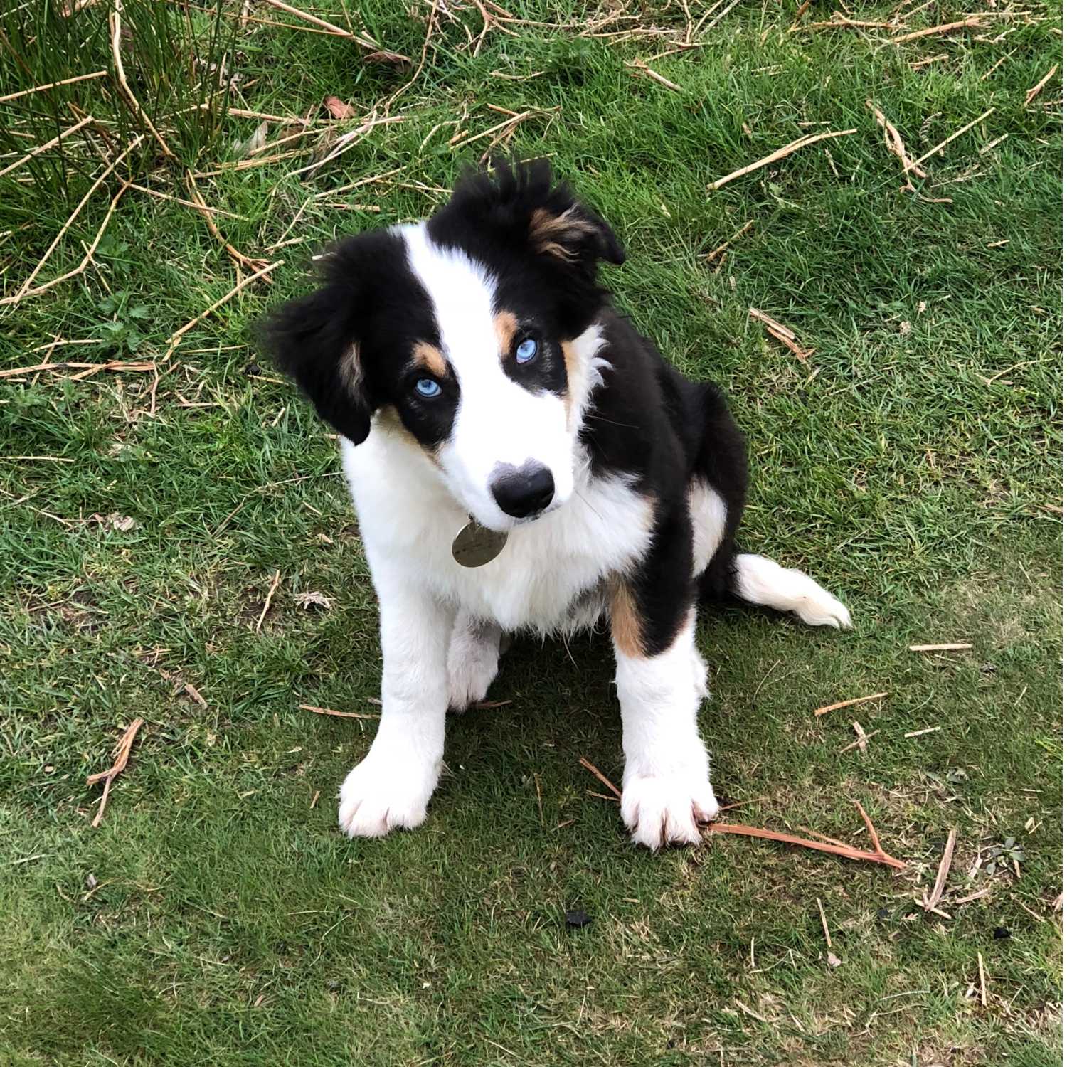 Walking Into Wisdom - Reflections of a Buddhist Dog Walker