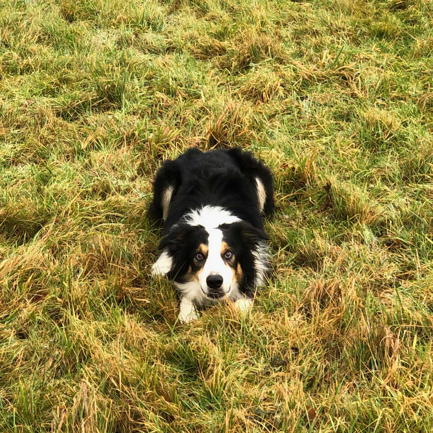 Walking Into Wisdom - Reflections of a Buddhist Dog Walker
