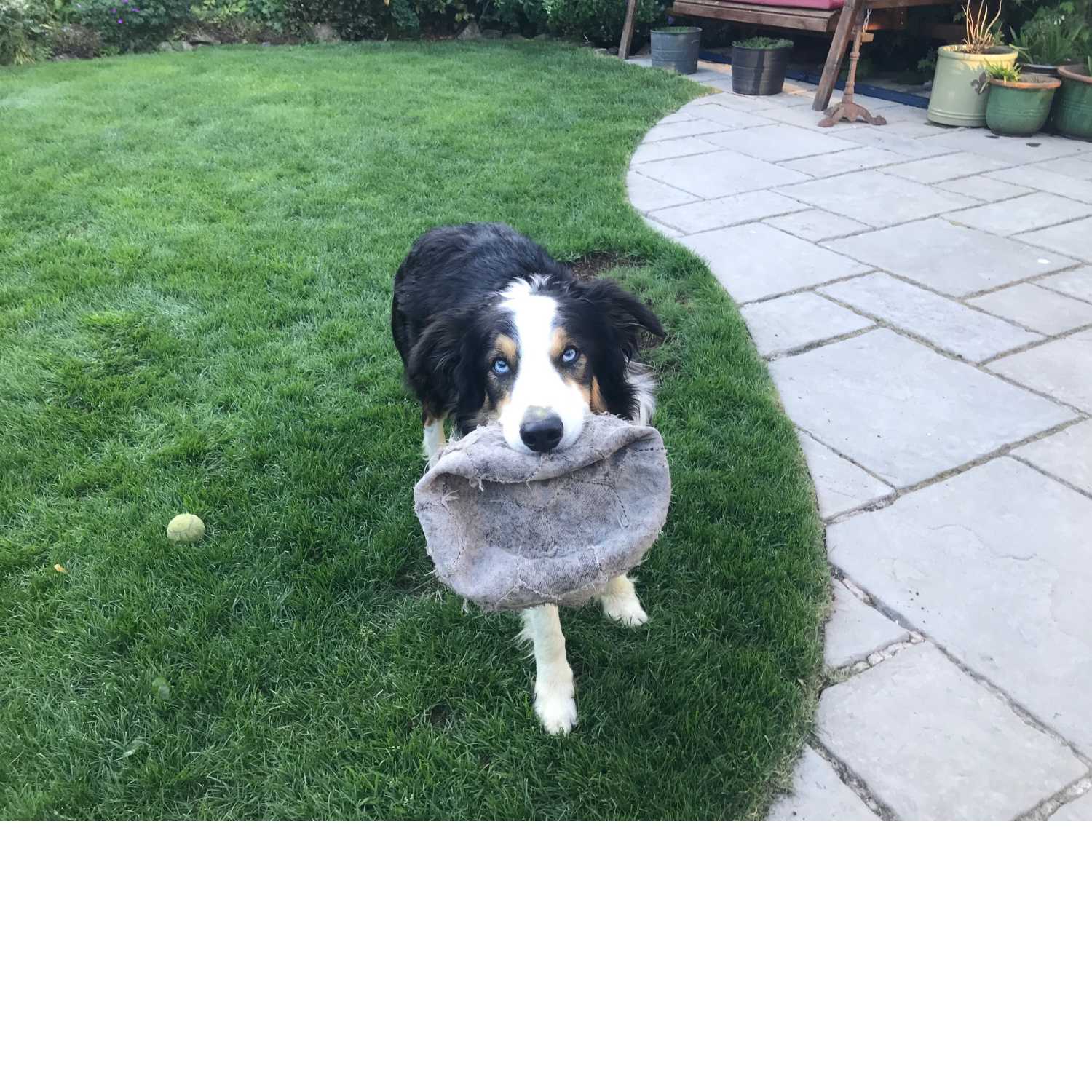 Walking Into Wisdom - Reflections of a Buddhist Dog Walker