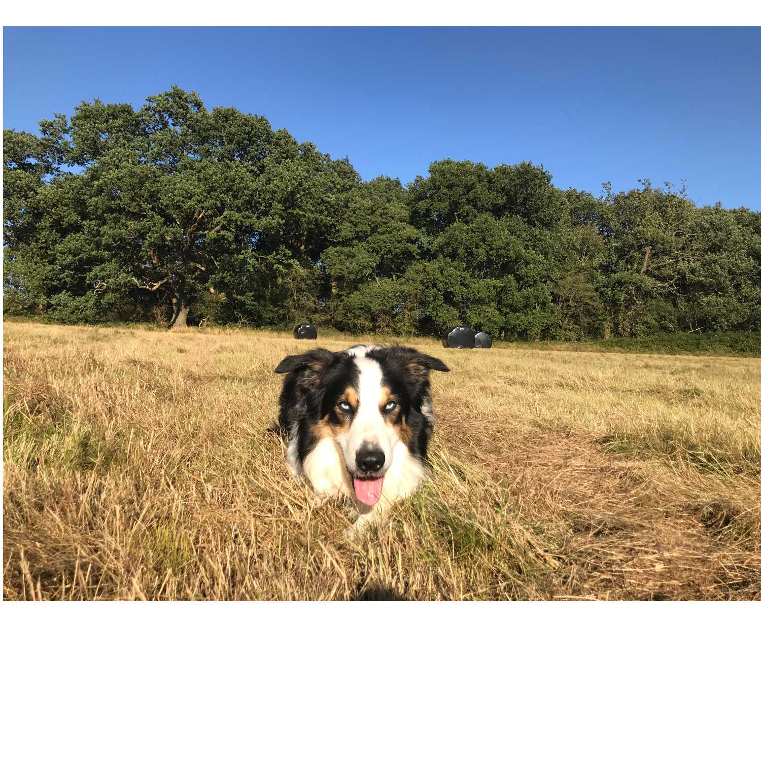 Walking Into Wisdom - Reflections of a Buddhist Dog Walker