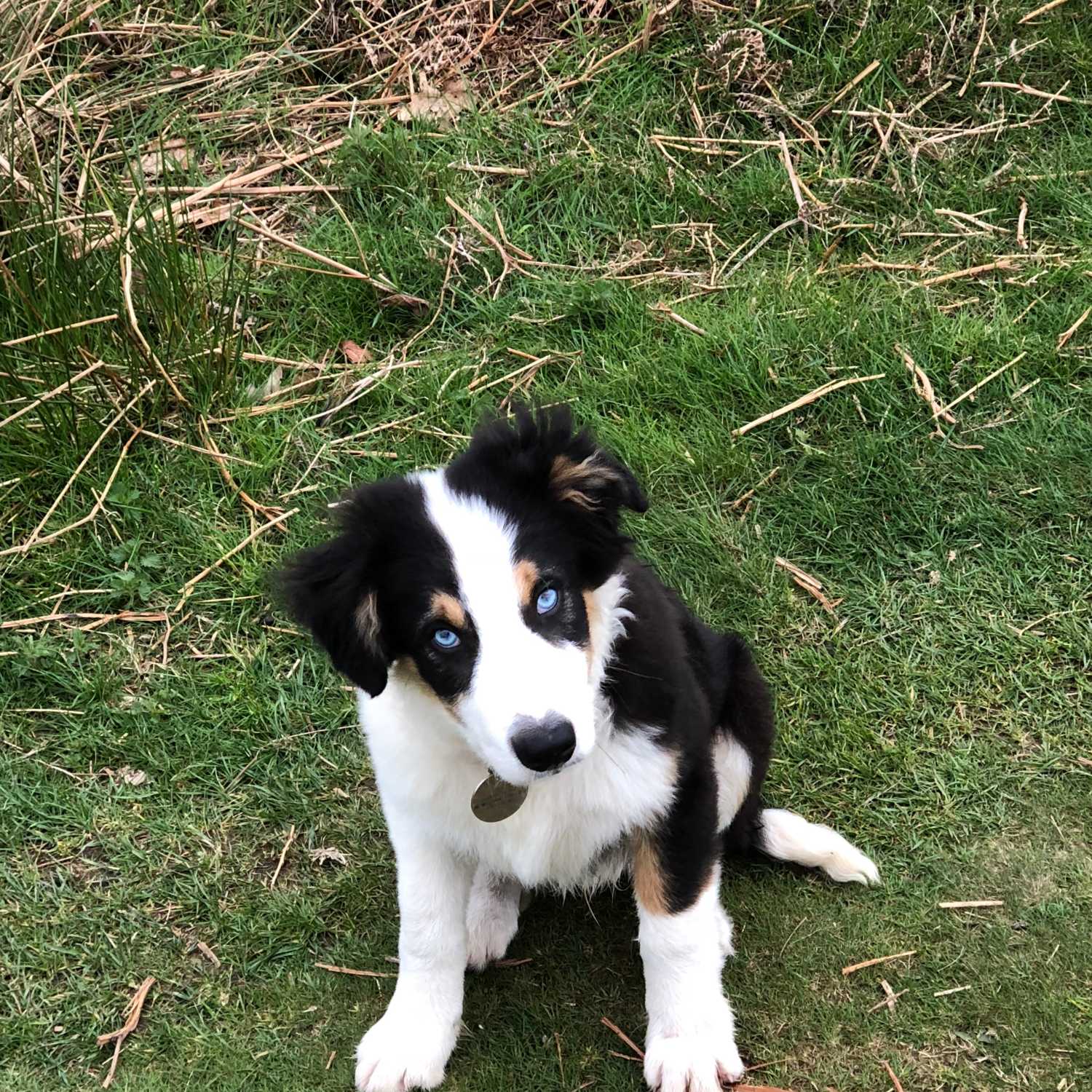 Walking Into Wisdom - Reflections of a Buddhist Dog Walker