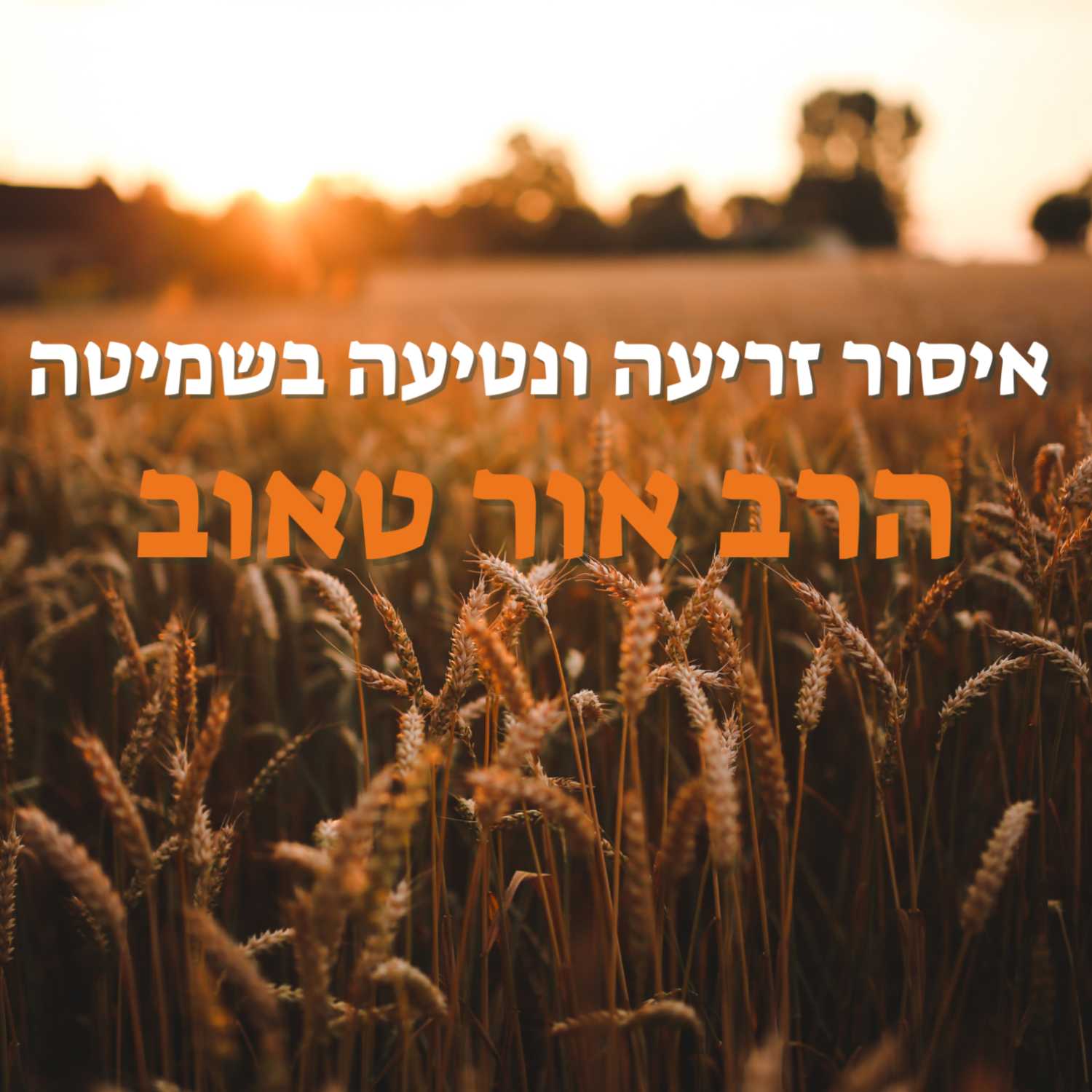 איסור זריעה ונטיעה בשמיטה | הרב אור טאוב | נהורא episode artwork