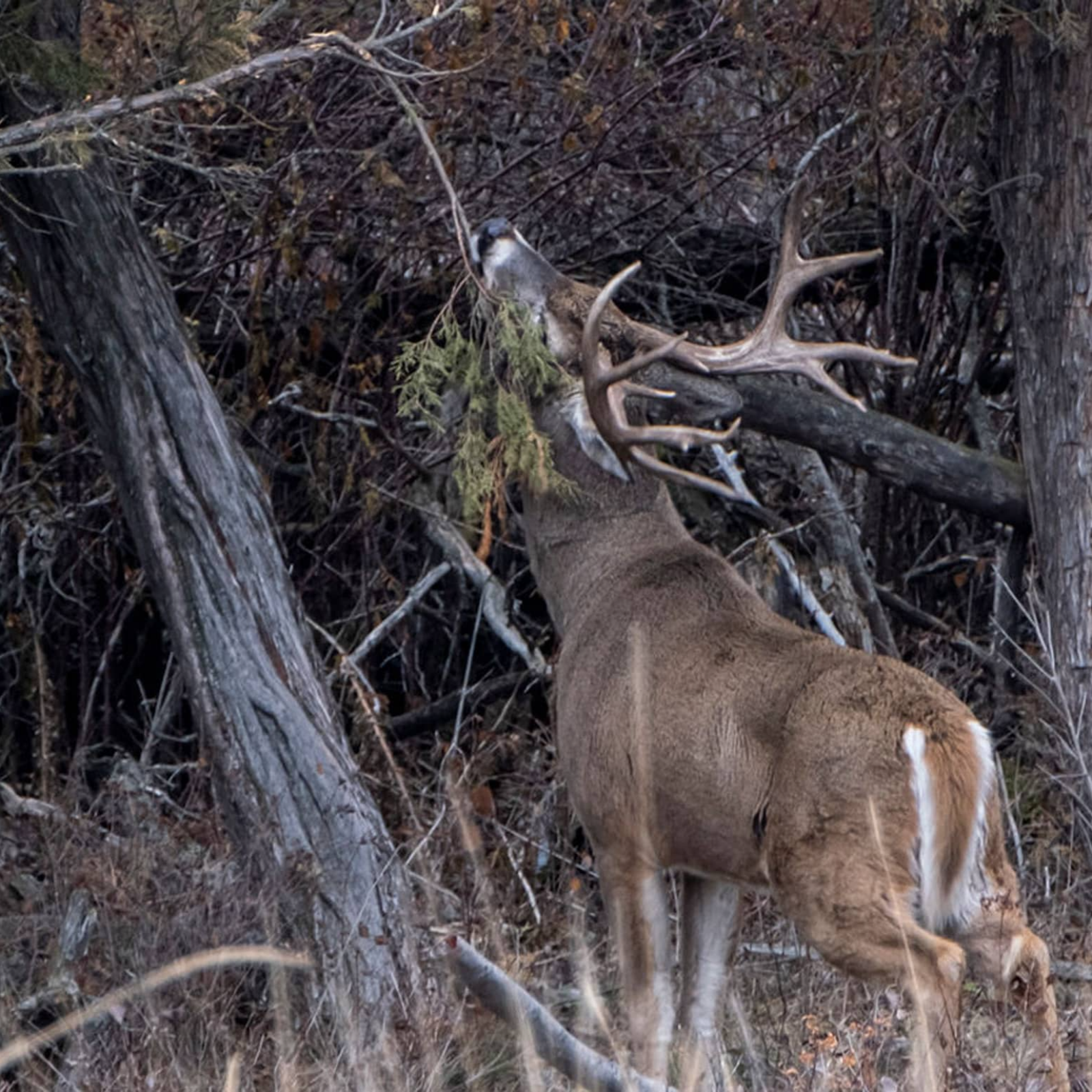 Michigan Rut Report 25 episode artwork