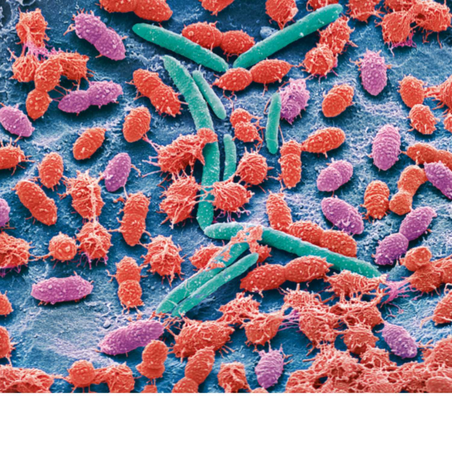 Microbiome بالعربى podcast artwork