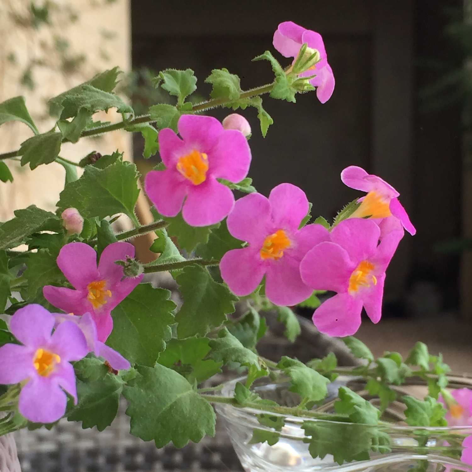 Tenets of Authentic Living