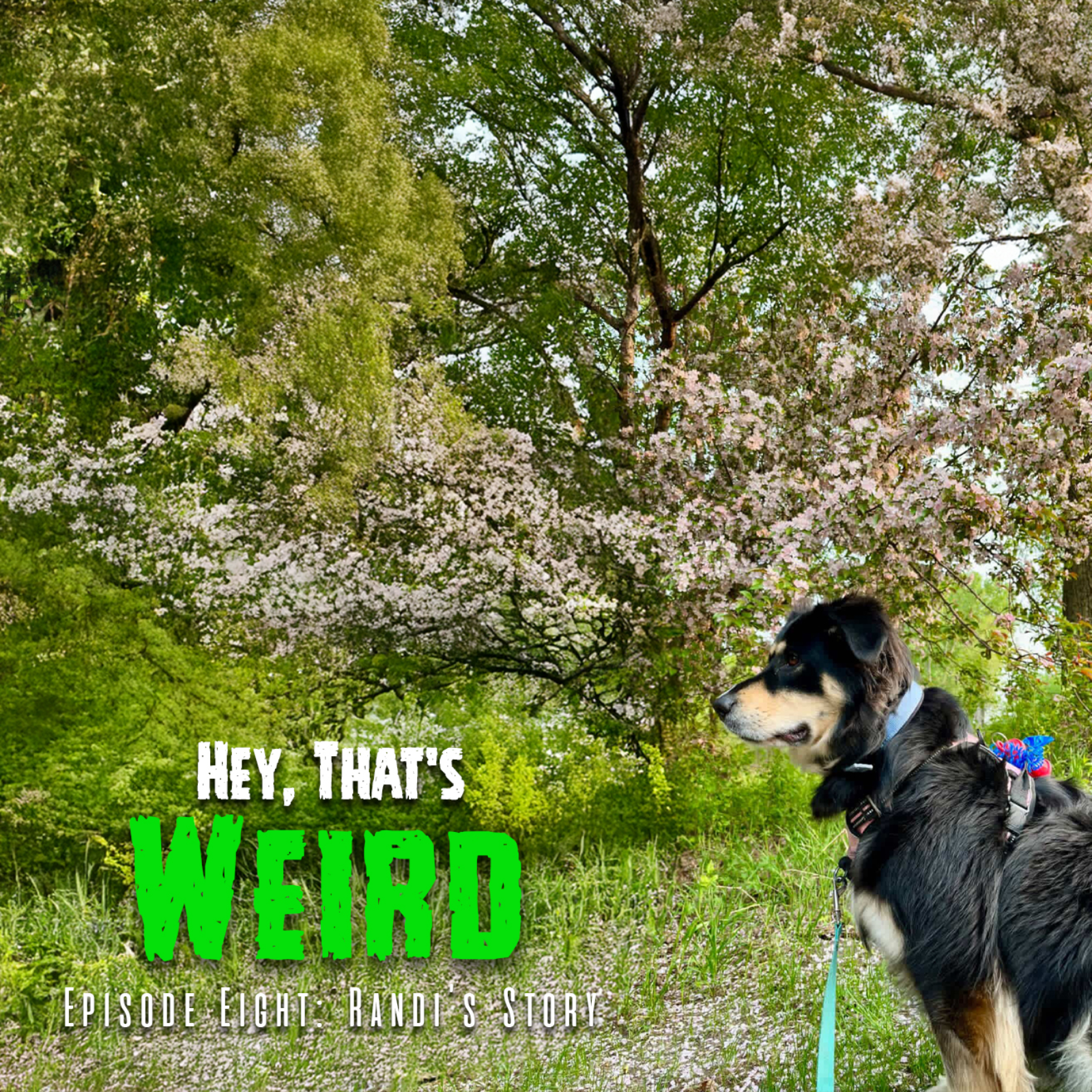 Episode Eight: Randi's Story