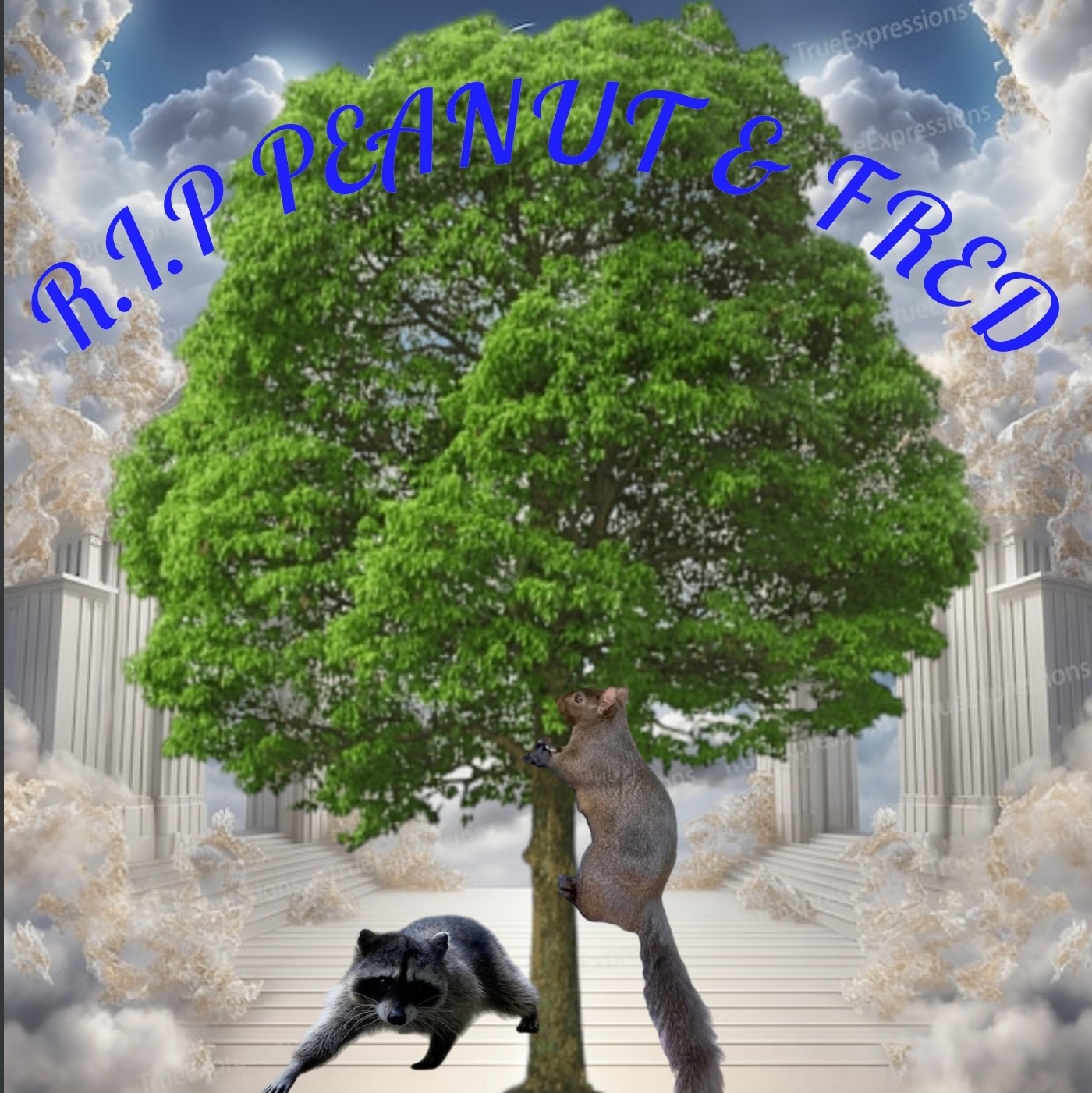 Hibiscus Frequency Podcast 11-3-24 episode artwork