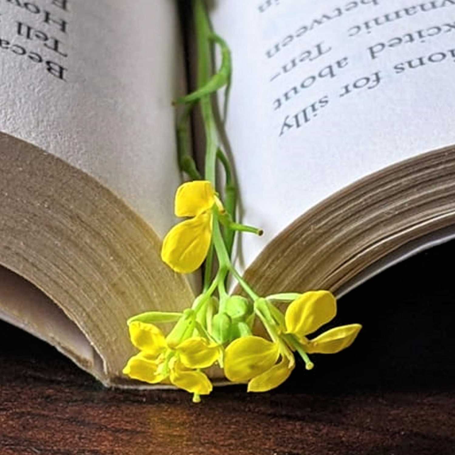 Đọc sách để chữa lành tâm hồn