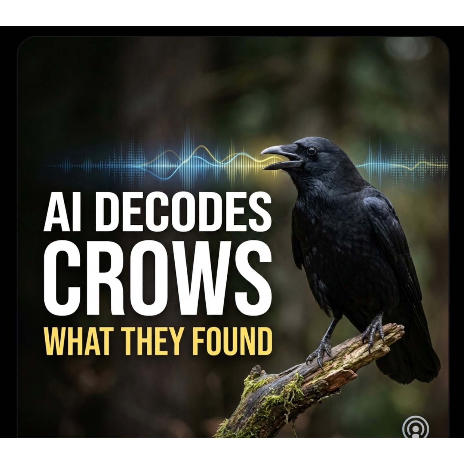 ️ Scientists Used AI to Decode Crow’s Sounds — Here’s What They Found. Please like, share , follow and comment. Thank you. episode artwork