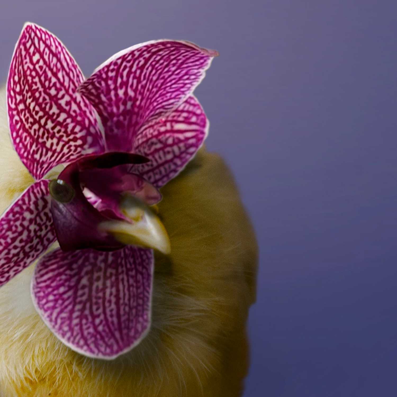 Amumal Daejanchi (Any Talk Grand Feast)