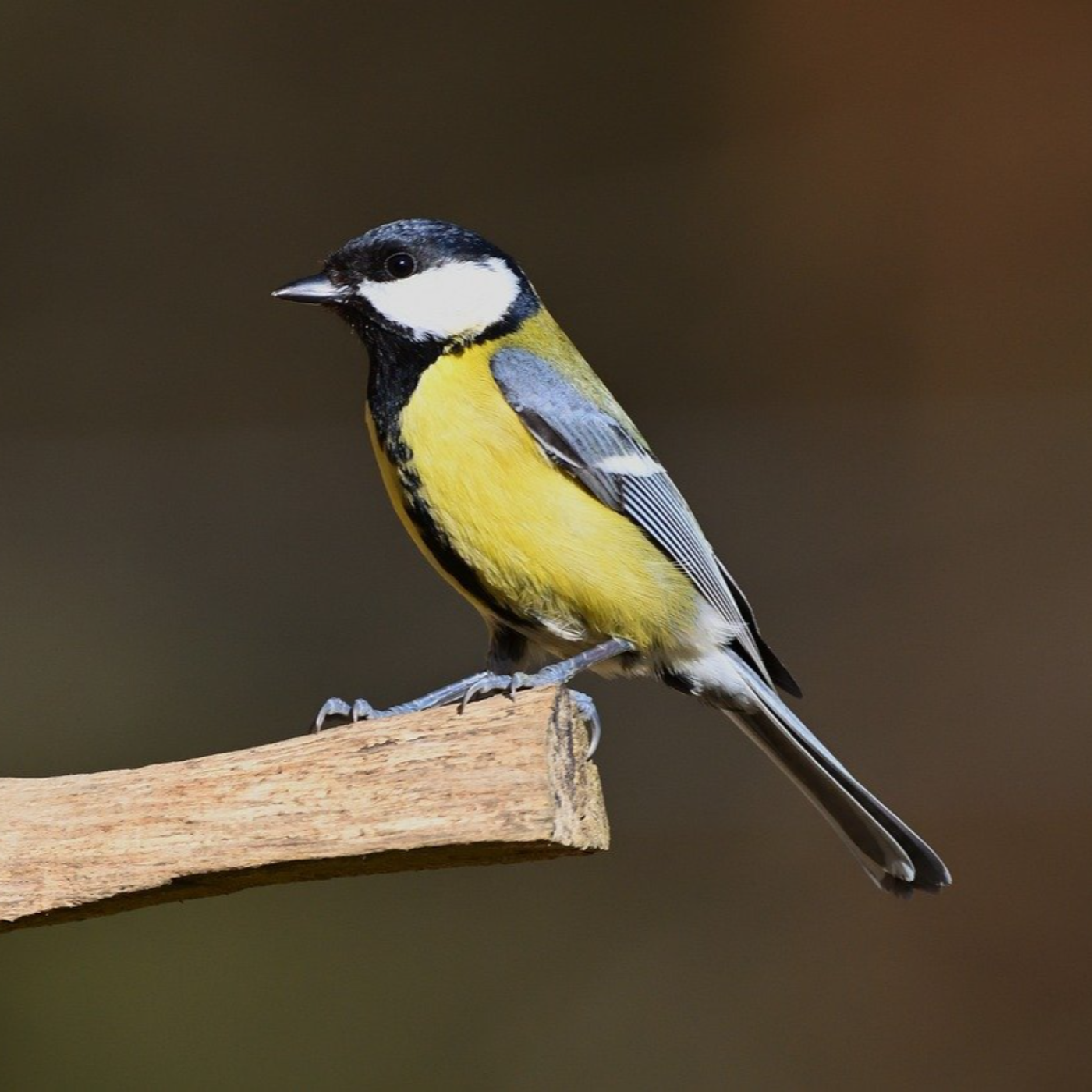 Comportamientos insólitos en la Naturaleza urbana Comportamientos insólitos en la Naturaleza urbana