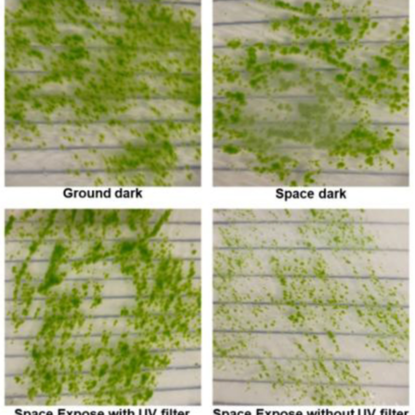 Un musgo en el espacio