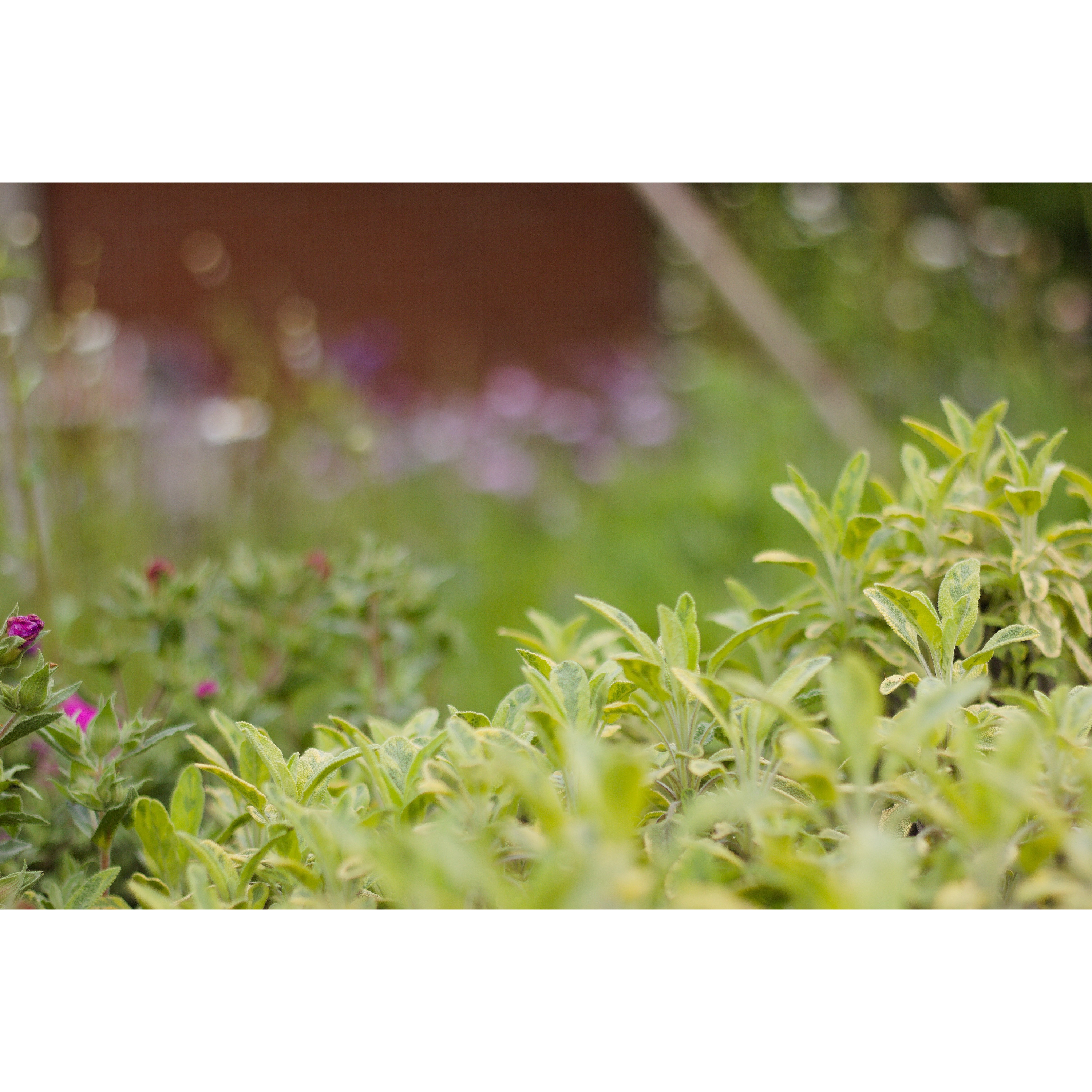 Un jardín, una biodiversidad episode artwork