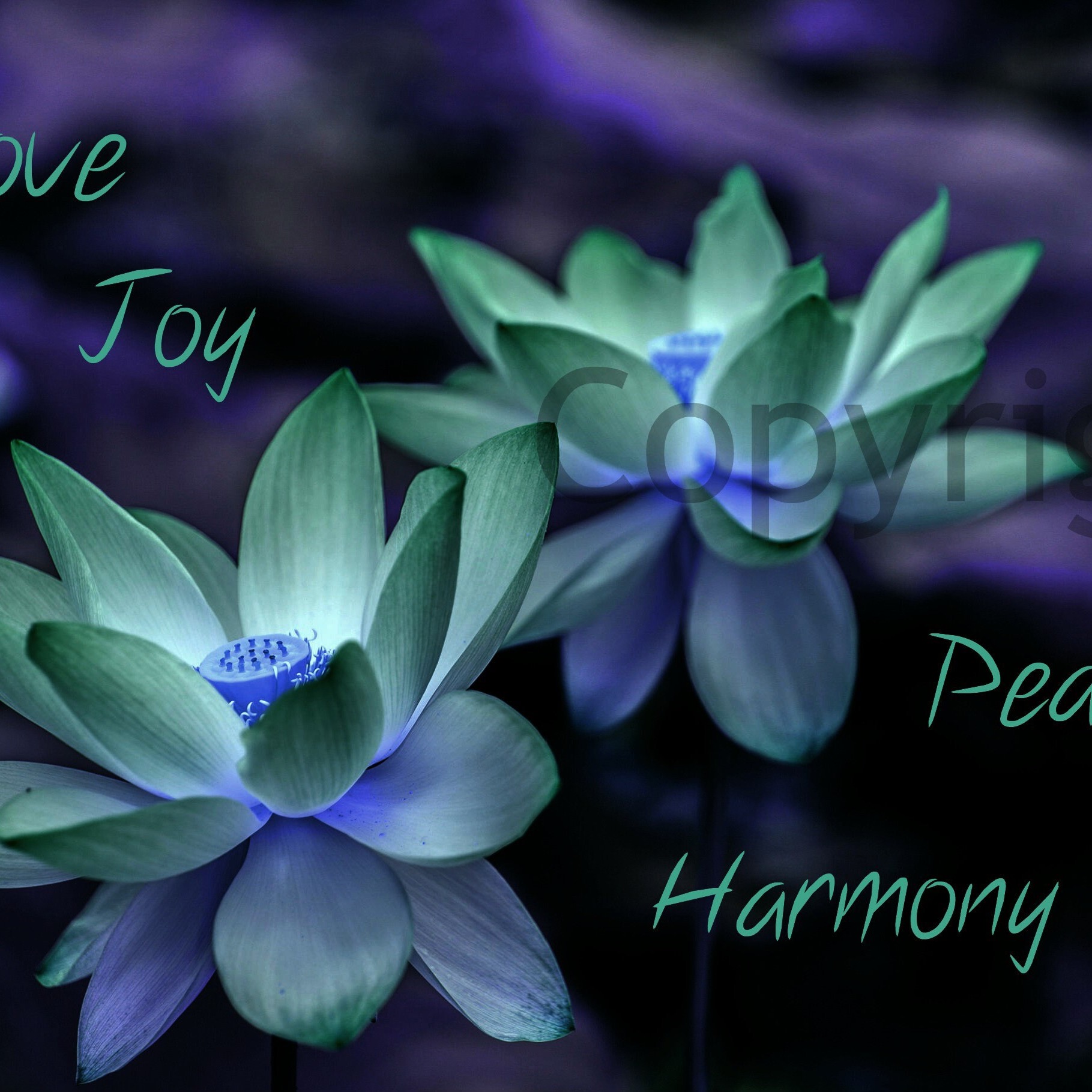 Peace and blessings  and love to you  🕊️🍃🦋