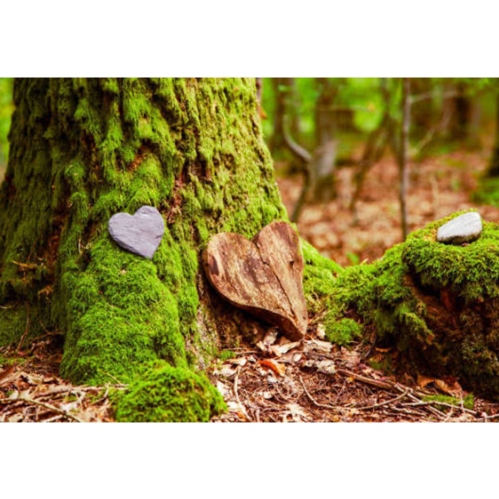 Shared. Expressions of Compassion 