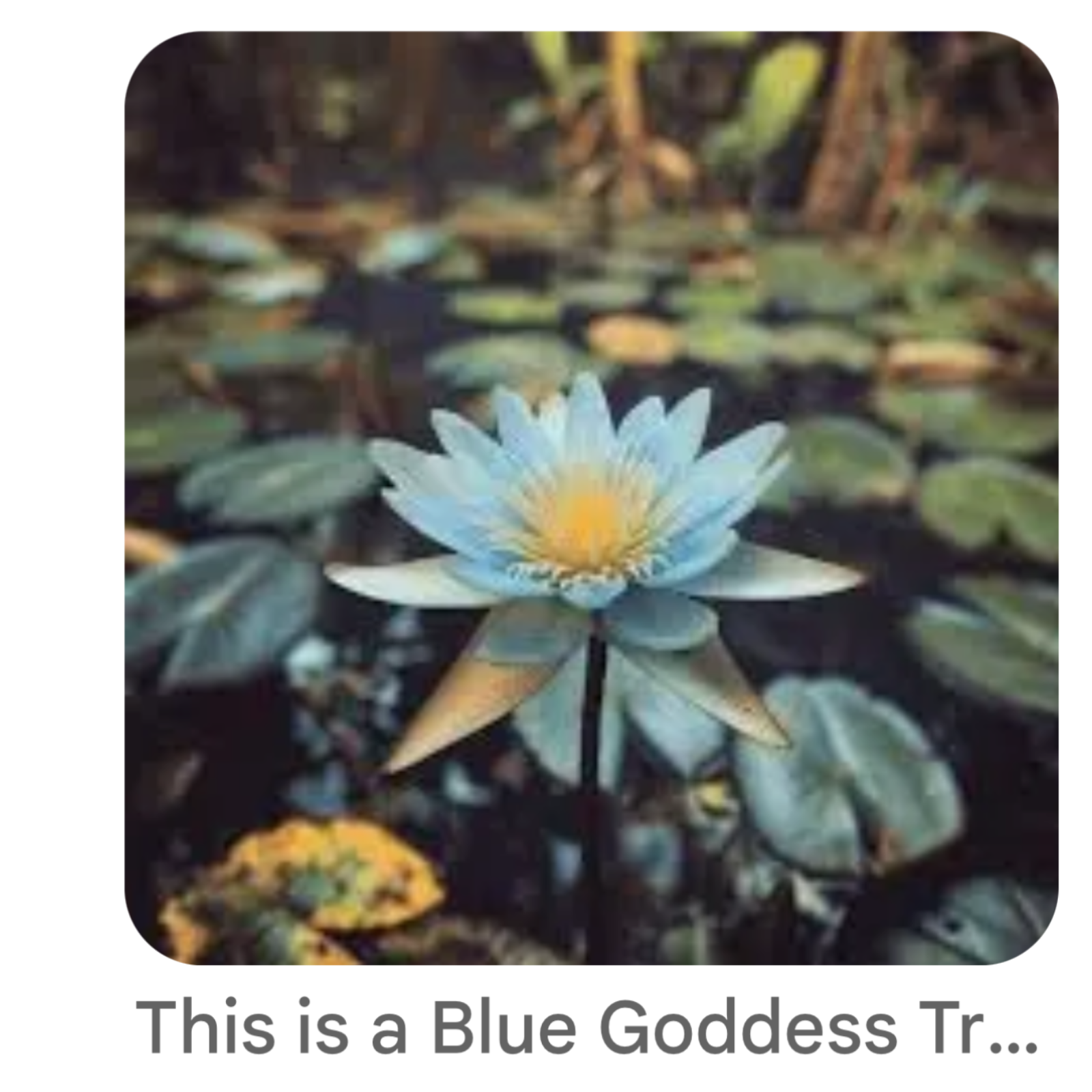 Life’s Gentle Flow