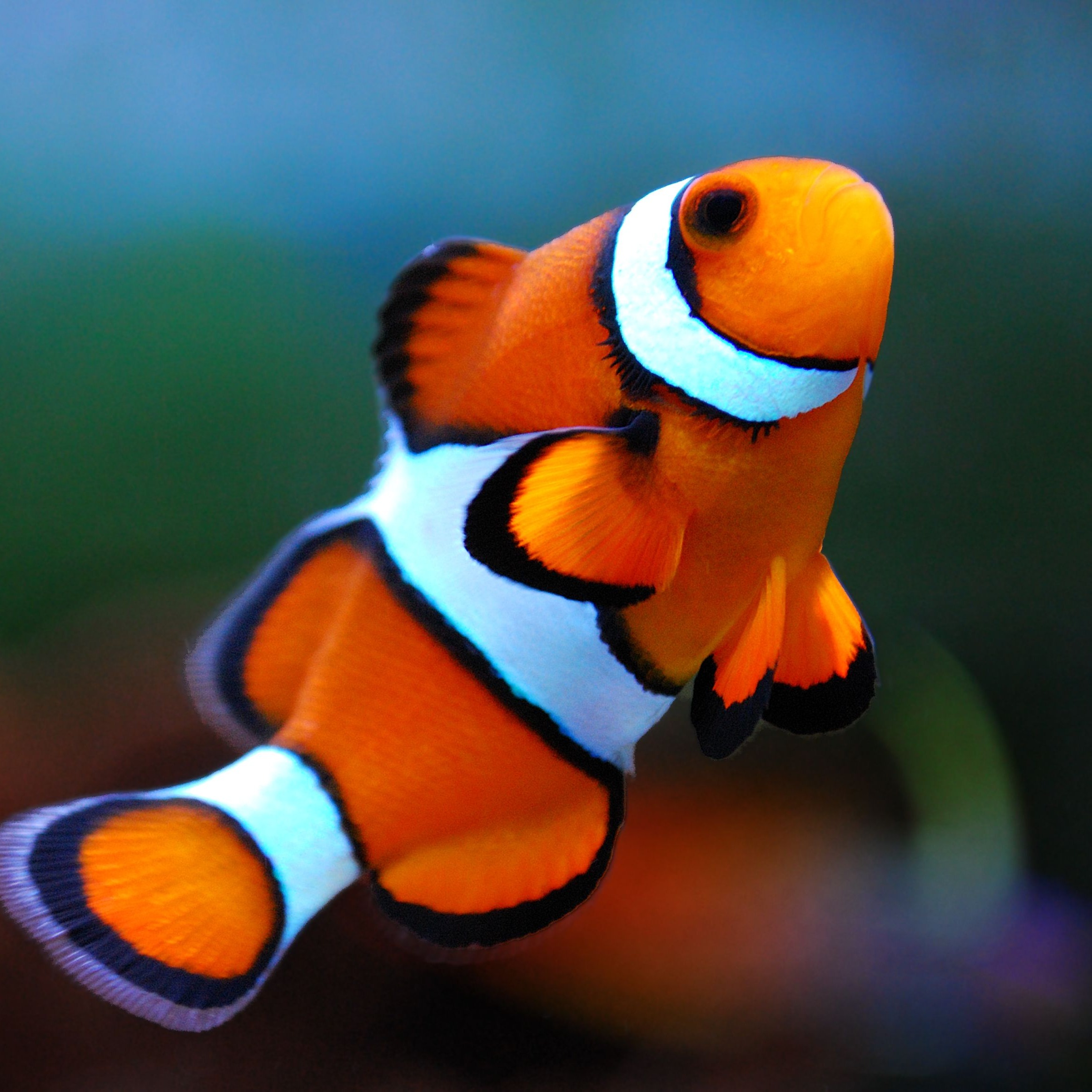 The Animals of the World make all the sense