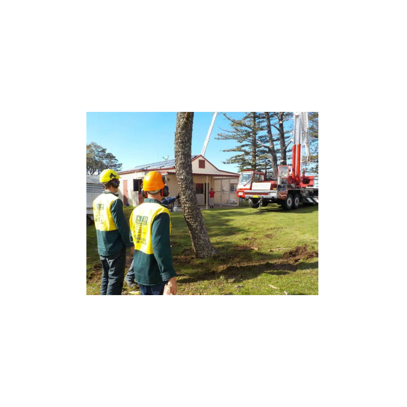 How Often Should You Hire Arborists for Tree Pruning Services? 