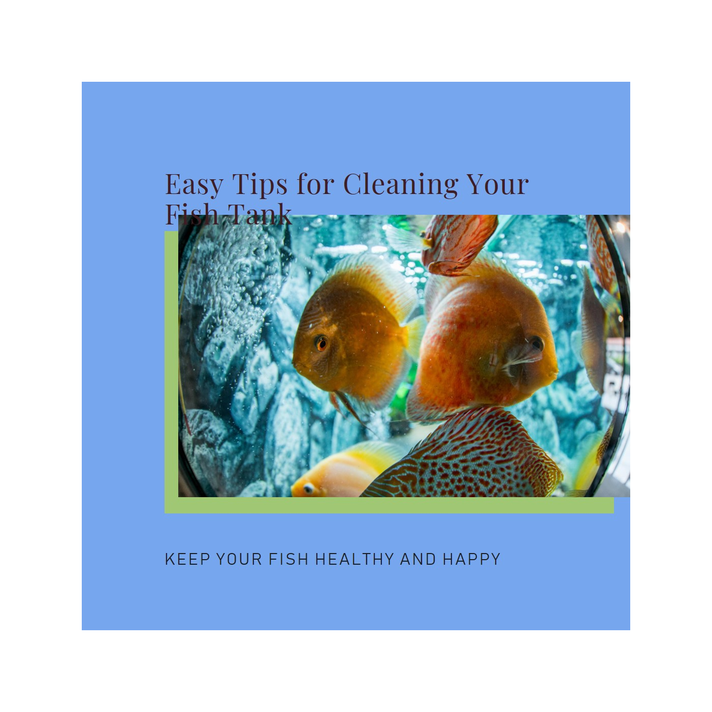 How to Perform Routine Cleaning for Your Fish Tank