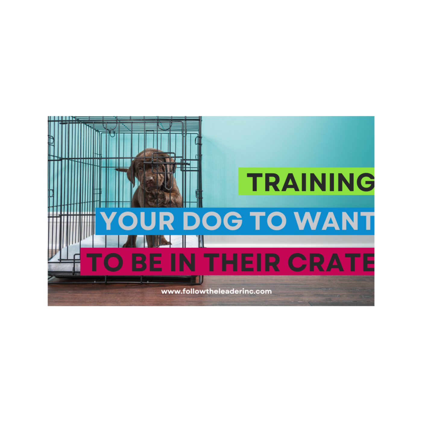 How to Train Your Dog to Want to be in their Crate
