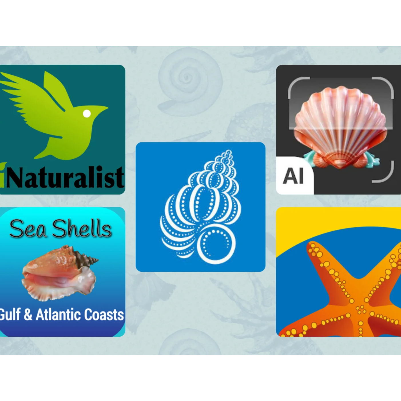 Shell Identification Journey: Unlocking Ocean Treasures