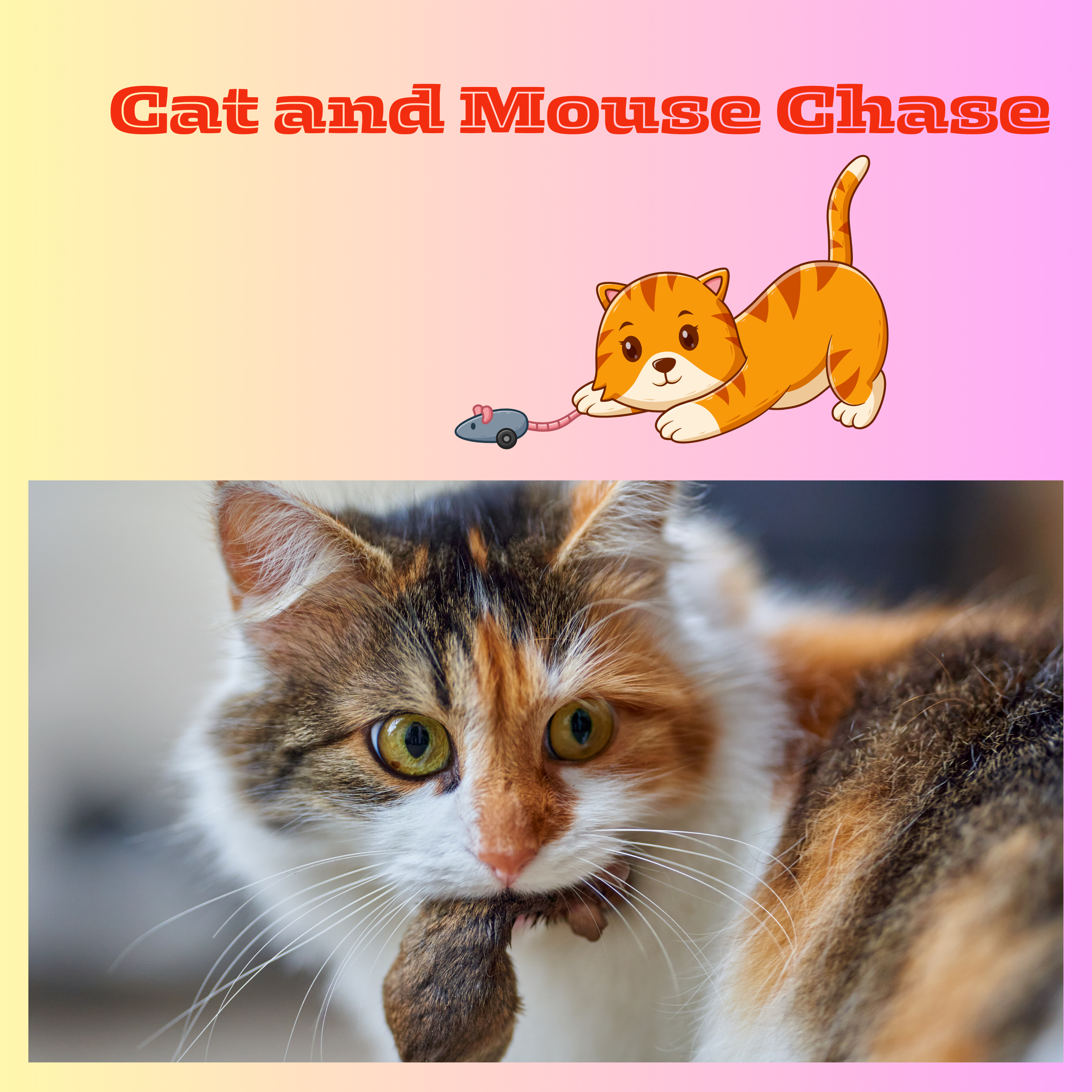 #Cat and Mouse Chase.