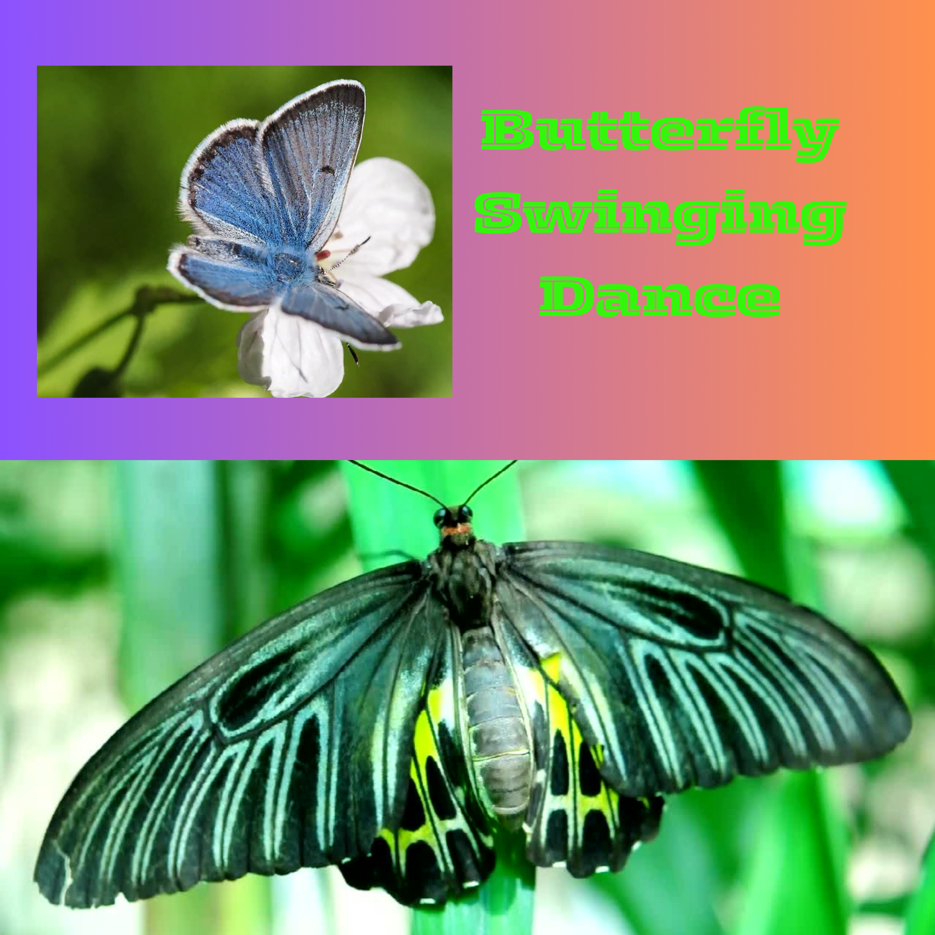 #Butterfly Swinging Dance: A Graceful Art Form.