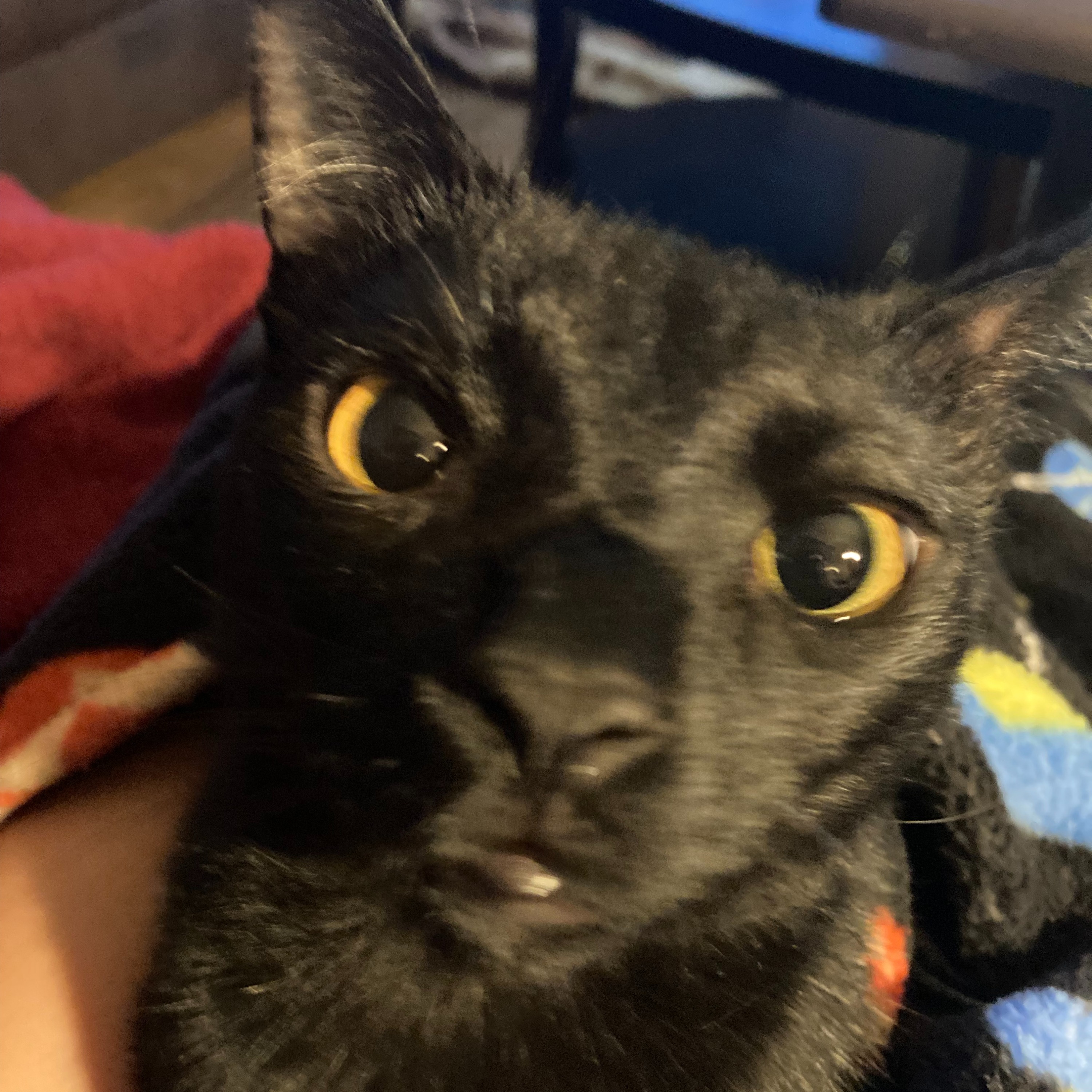 The Podcast about what We Herd on My Youtube Channel