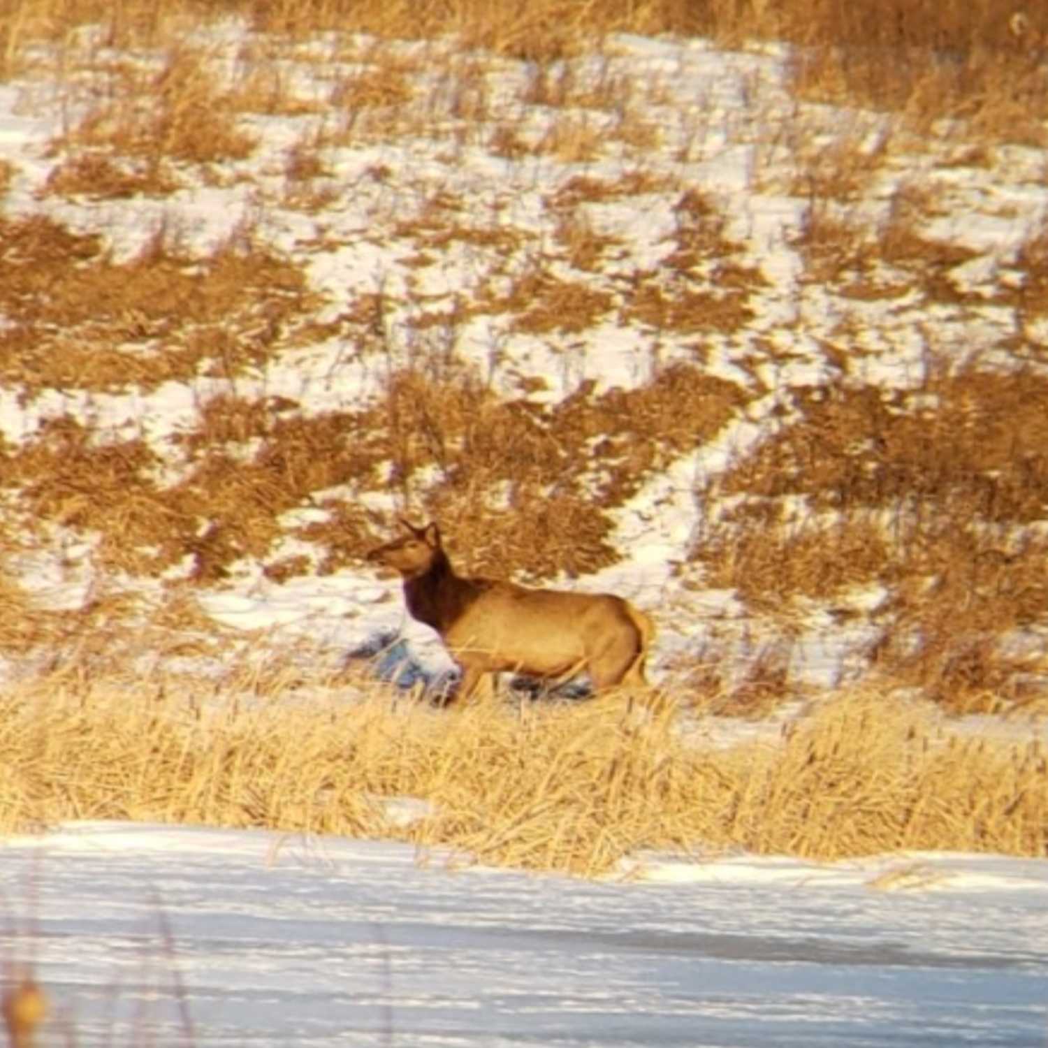 Finding Elk near Edmonton??