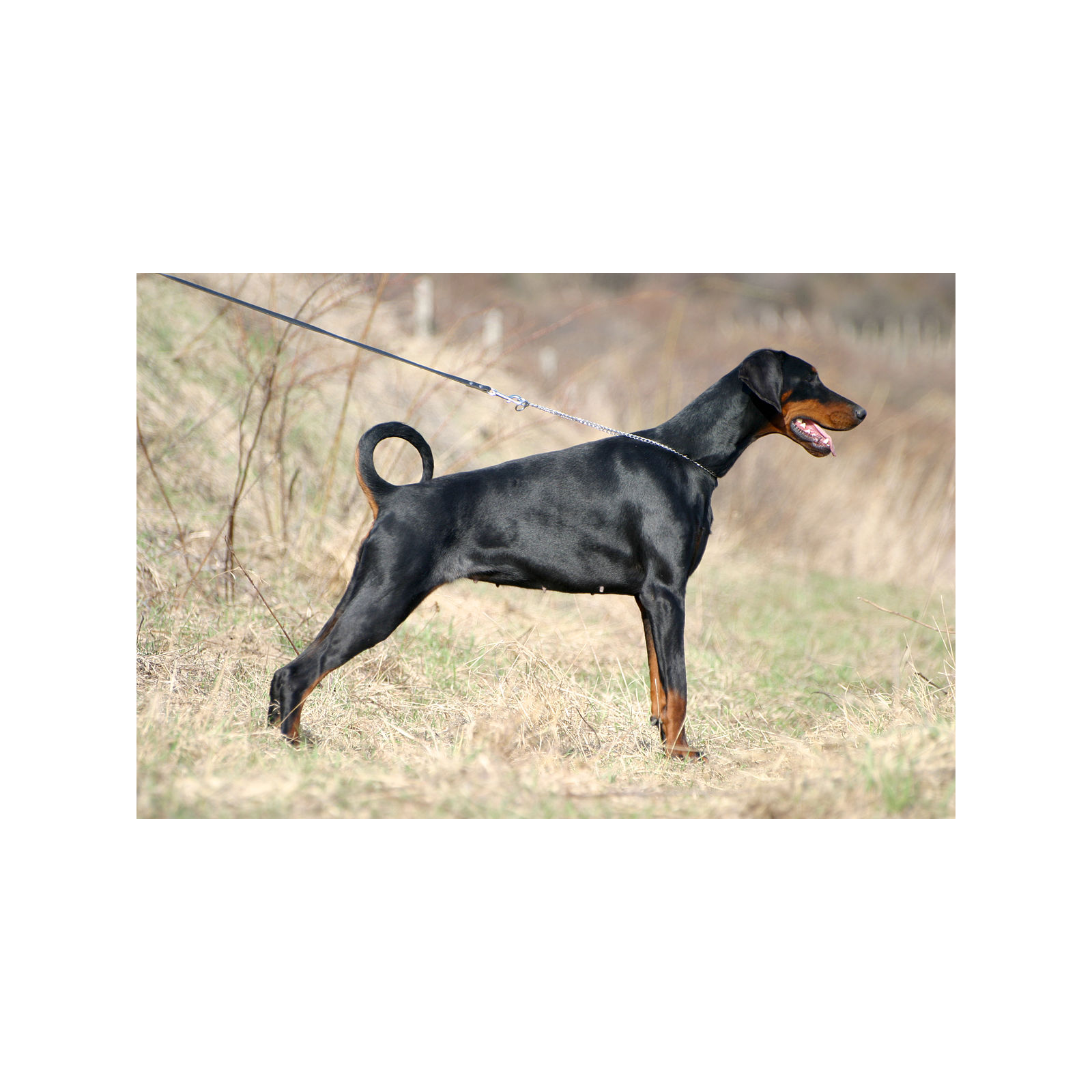 Il podcast del dobermann