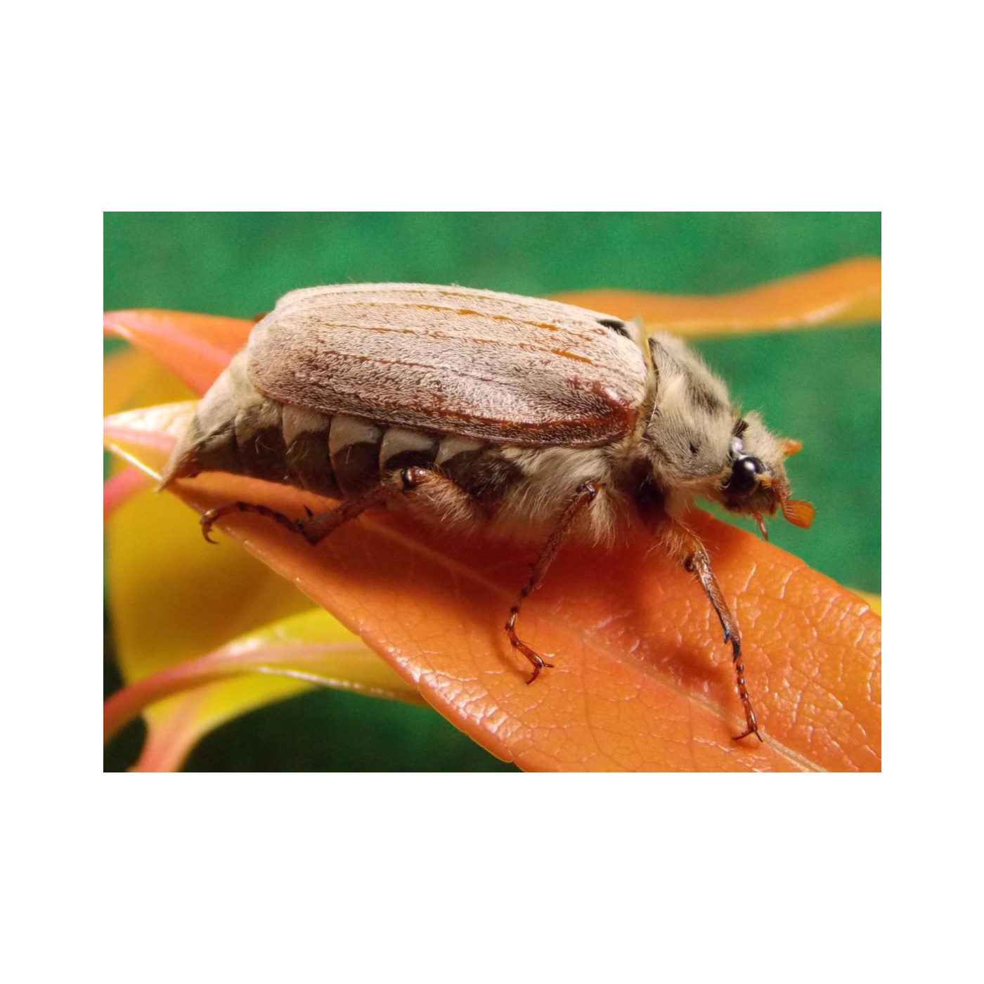 Bugs and me: Large insects and small episode artwork