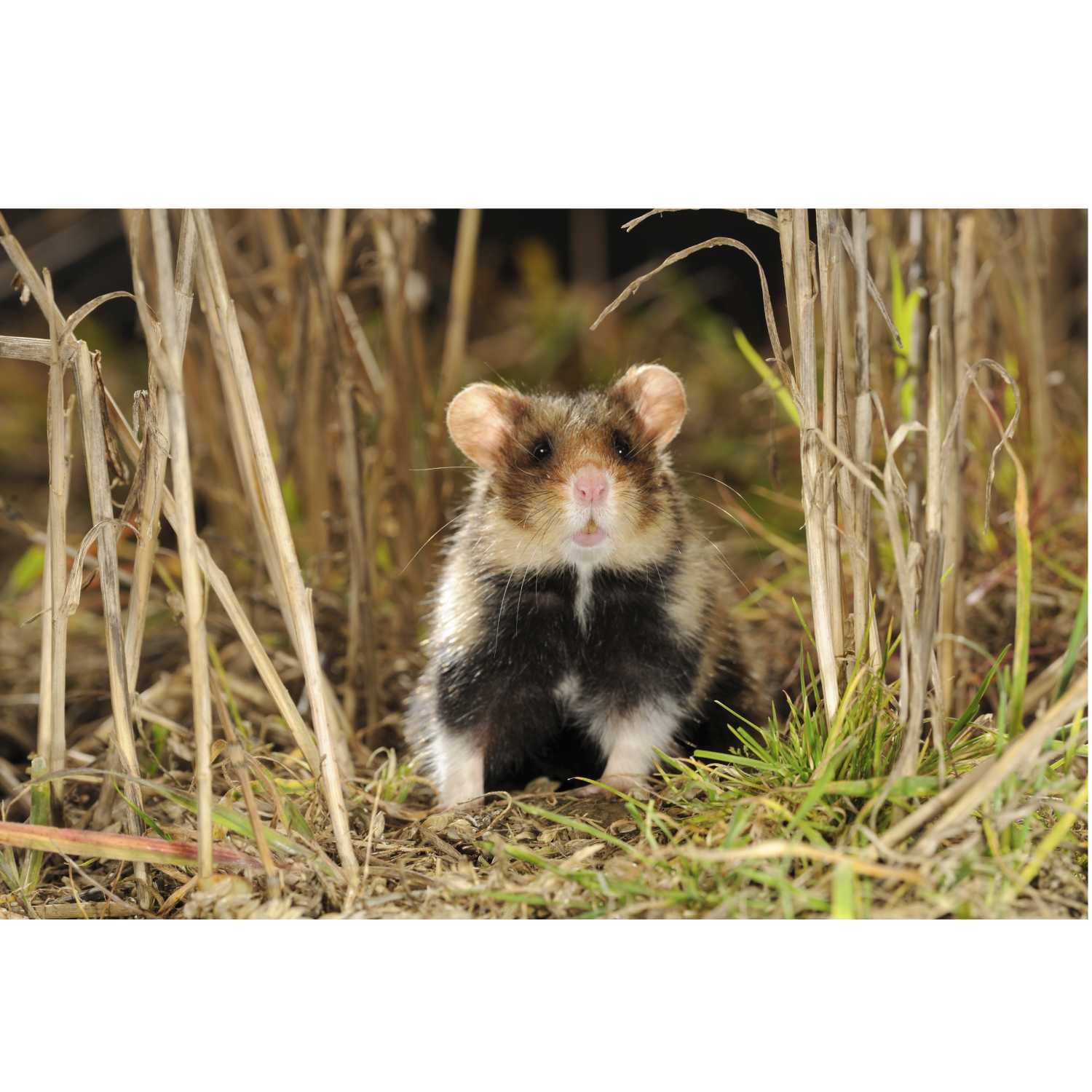 Herintroductie van Europese hamsters in Tongeren