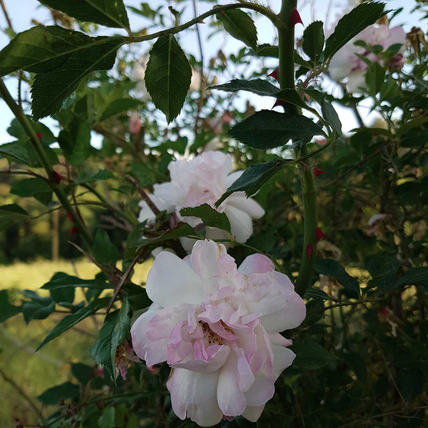 The only ripe rose on the whole damn bush