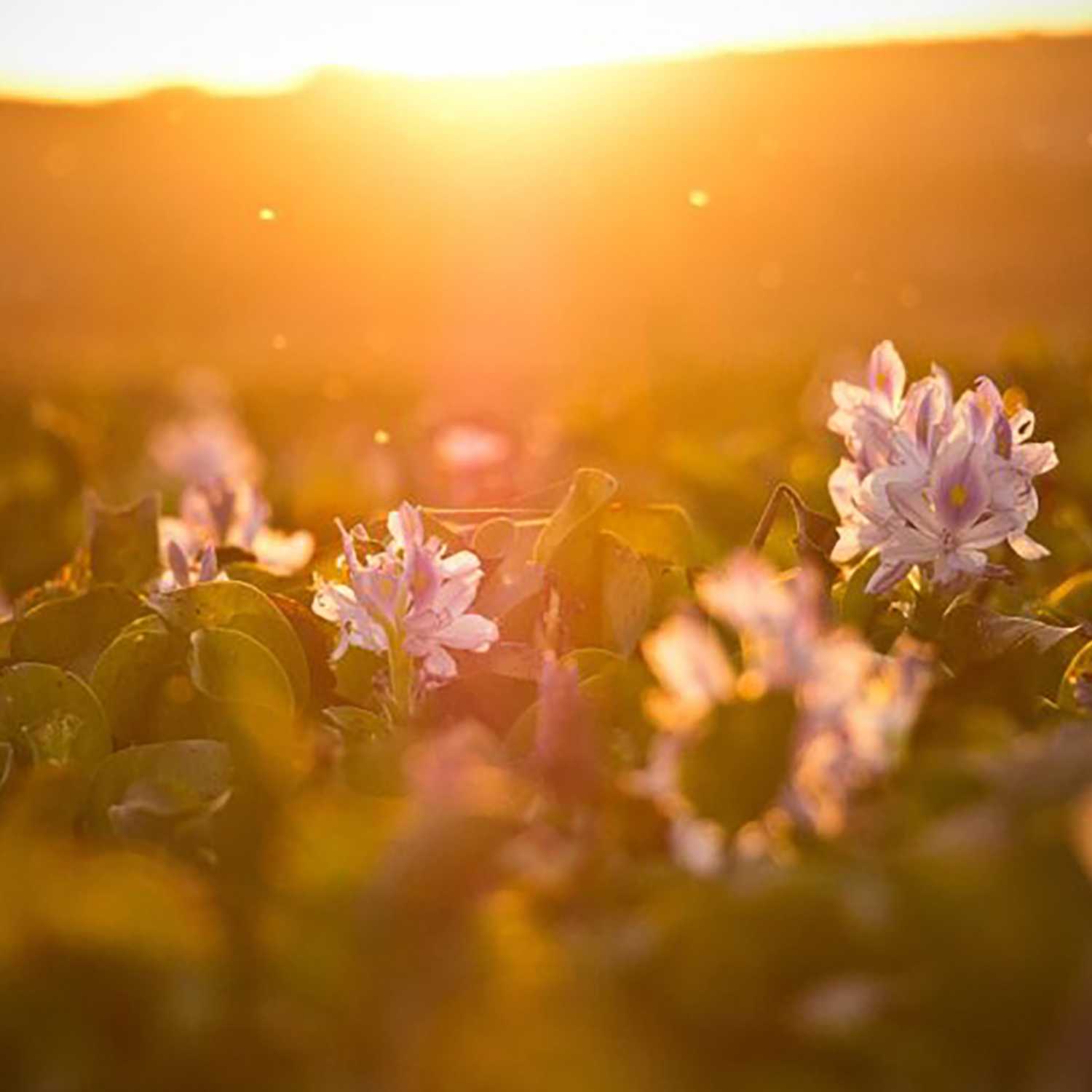 Integral Teaching Podcast Episode 5: Light and Warmth