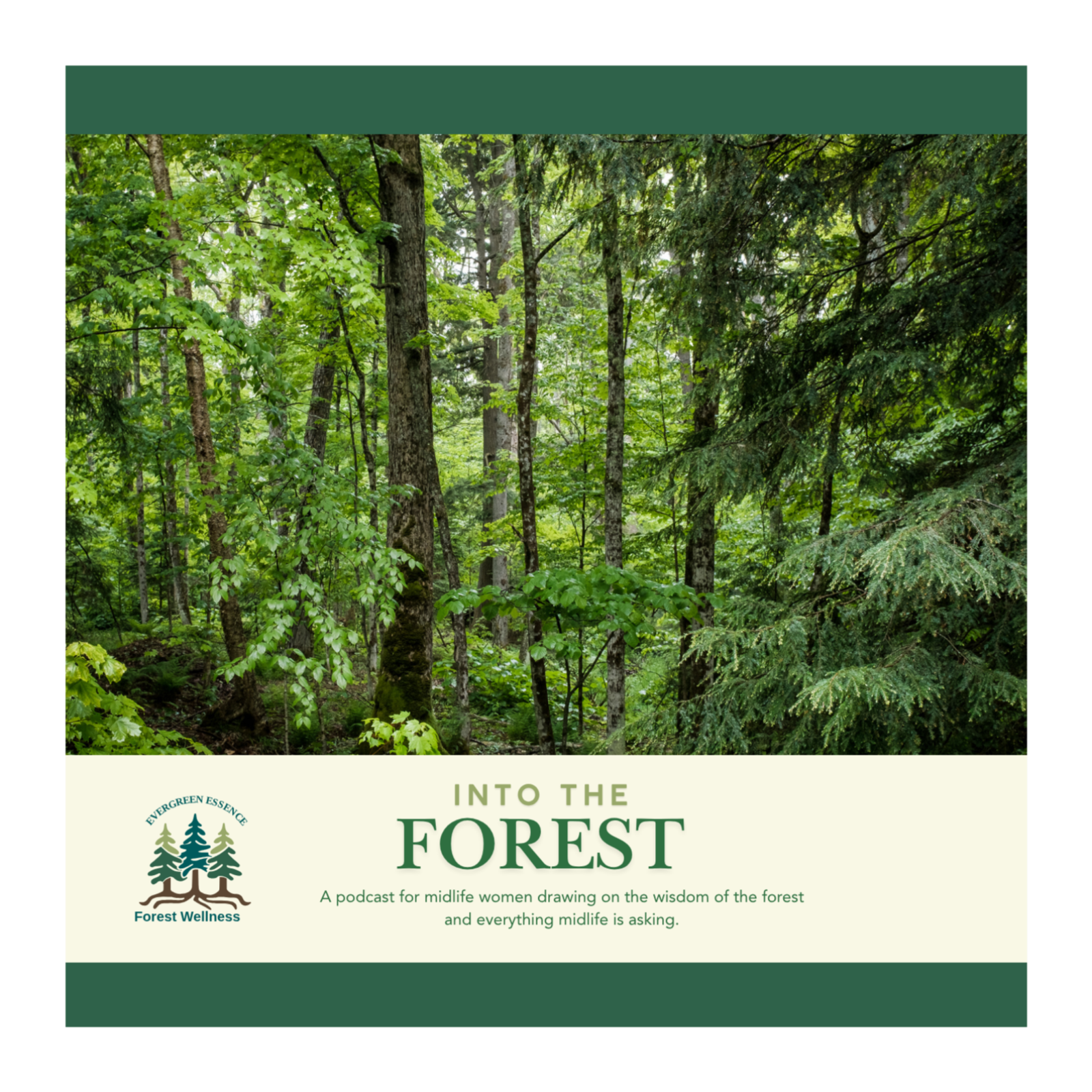 Into the Forest - Navigating Midlife Careers and Life