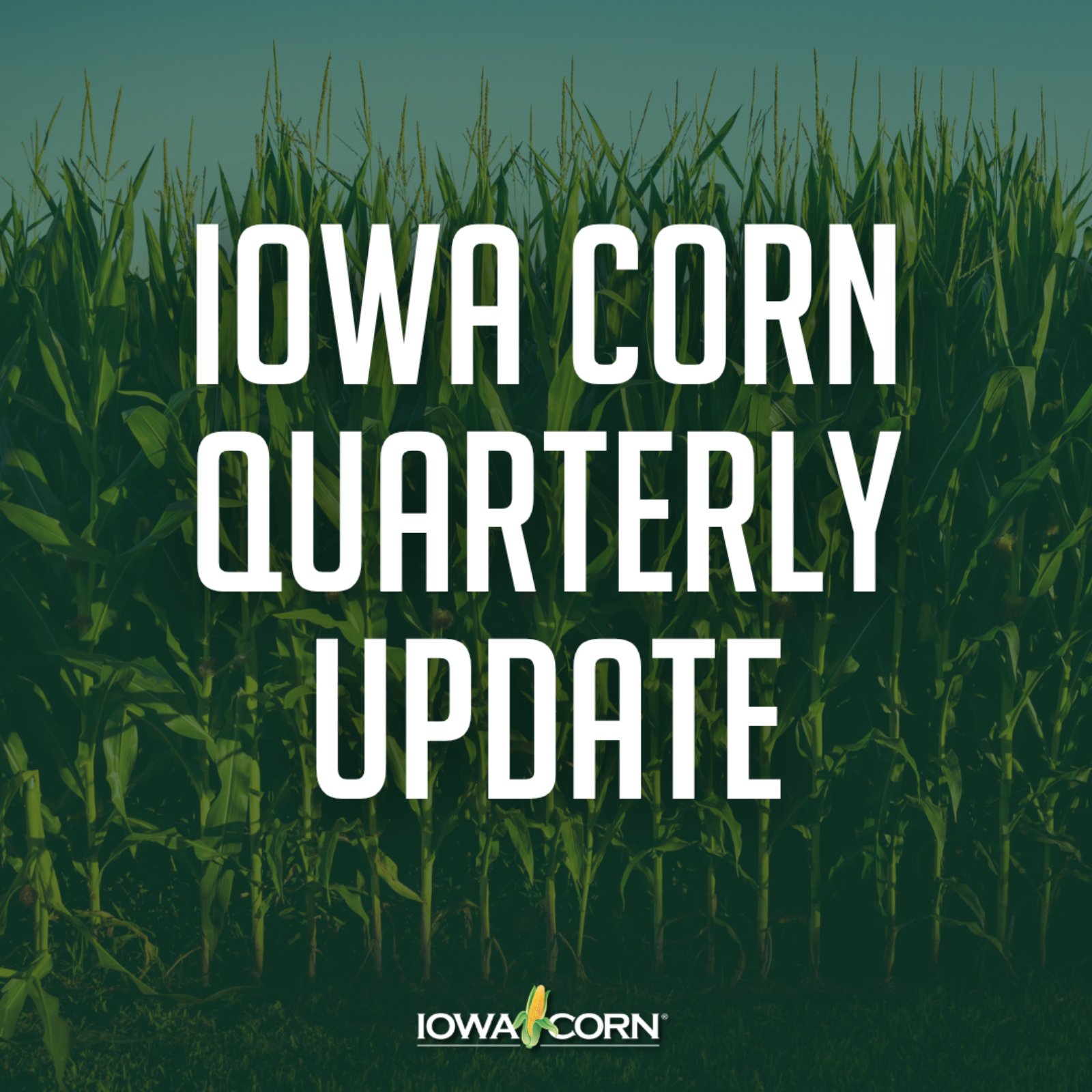 Iowa Corn Quarterly Update