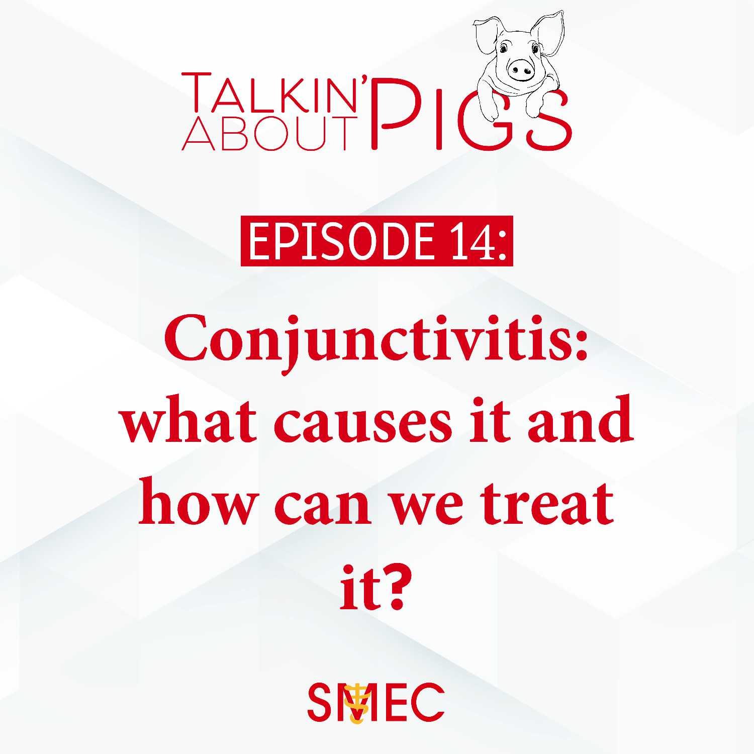 Talkin\' About Pigs