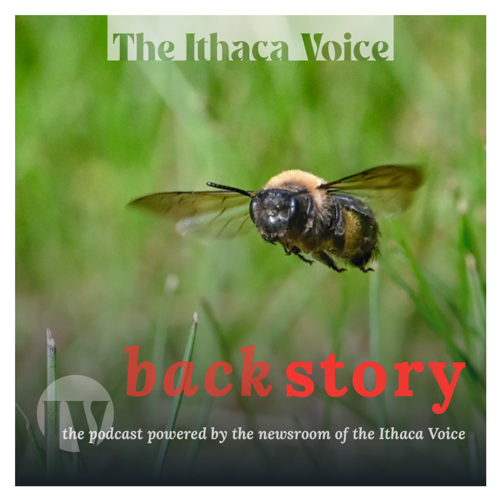 June 30, 2026 — Something's alive under East Hill Cemetery ... millions of native bees episode artwork