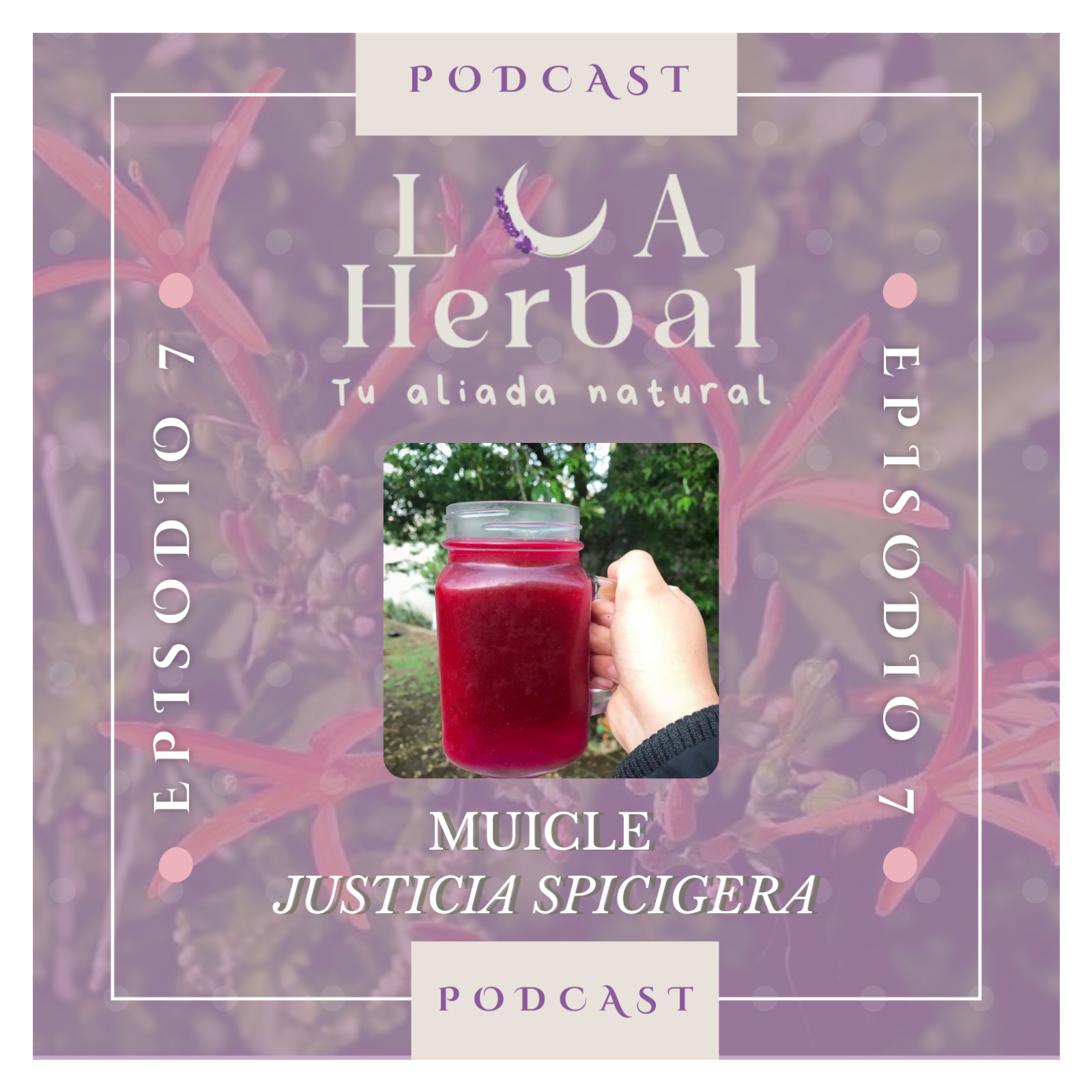 #7. Muicle. Justicia Spicigera