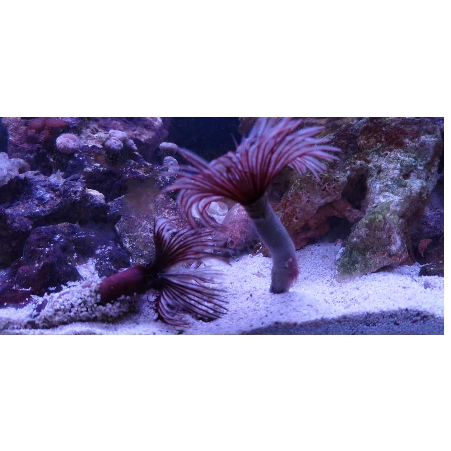 Fish Life with Joe