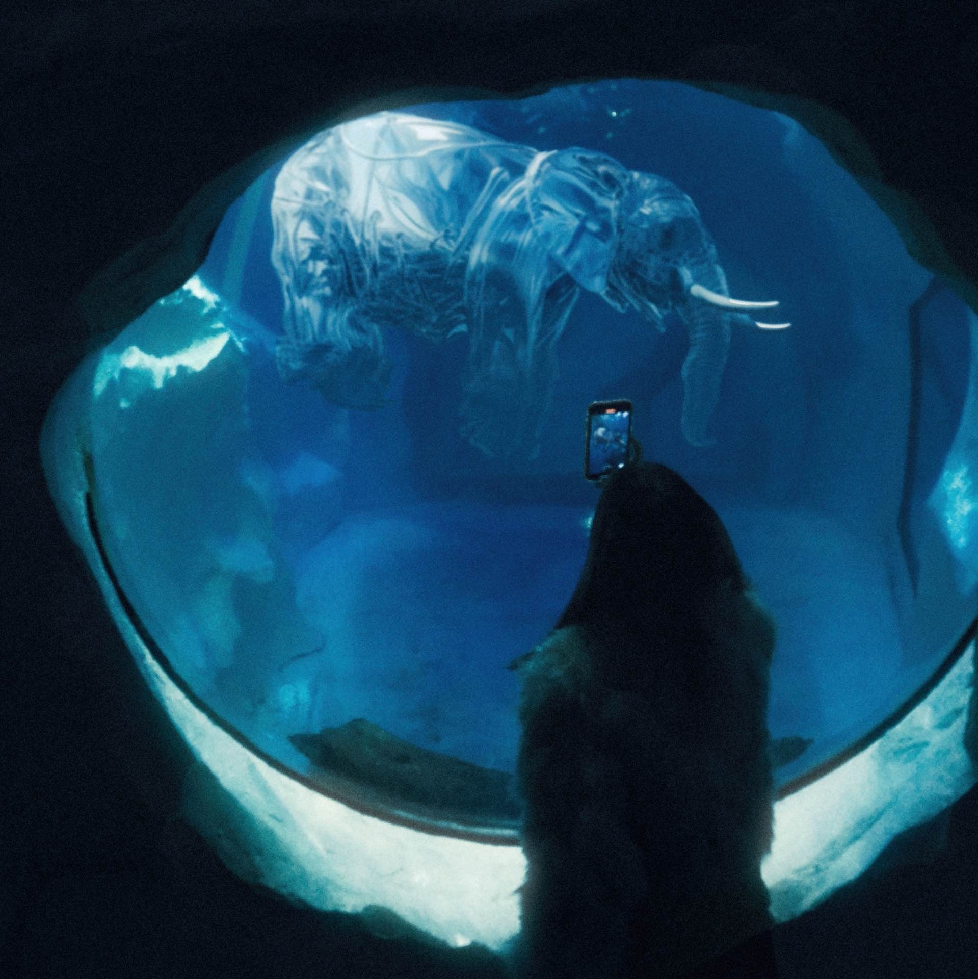 The strange rules of the aquarium