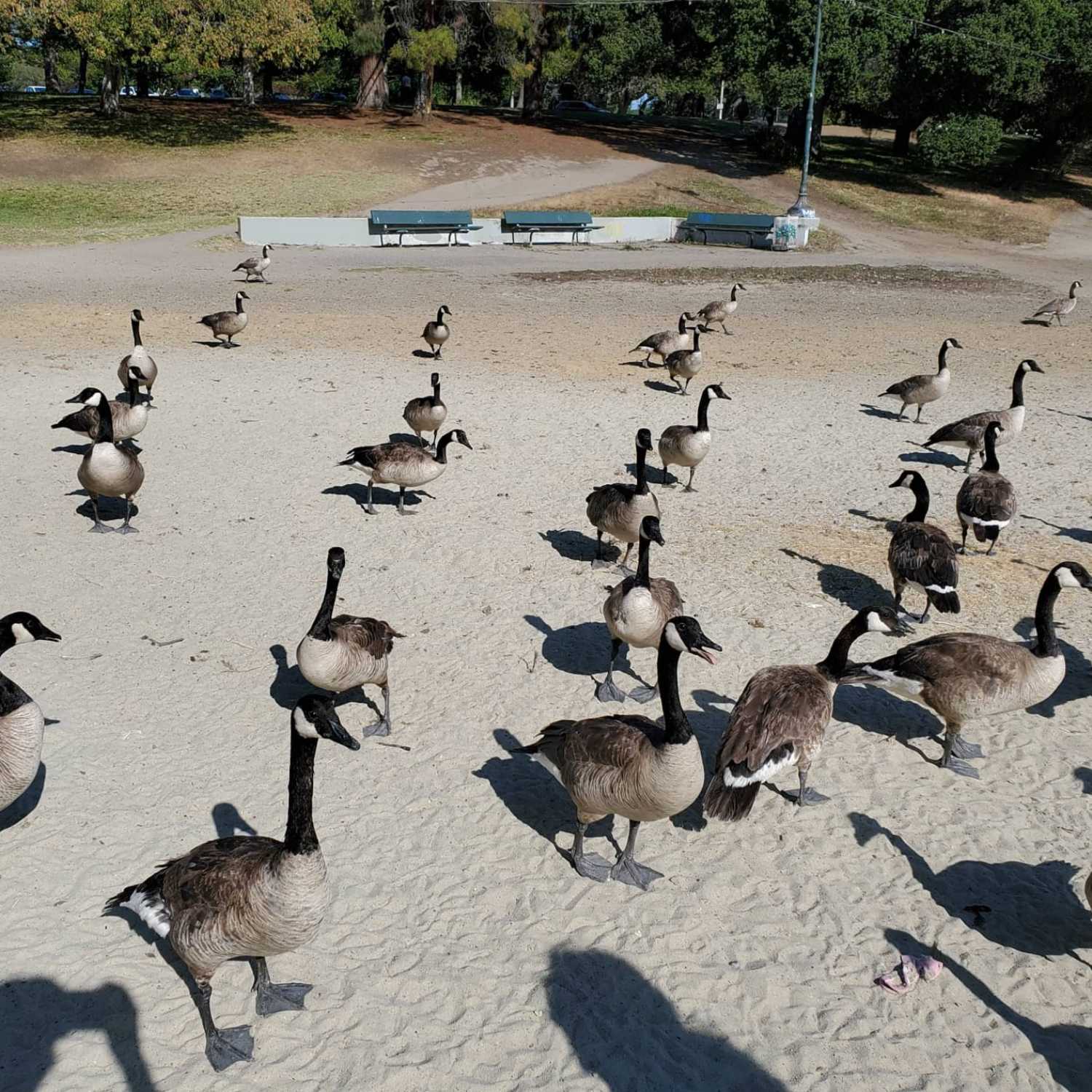 Day 23 Birds are Distracting