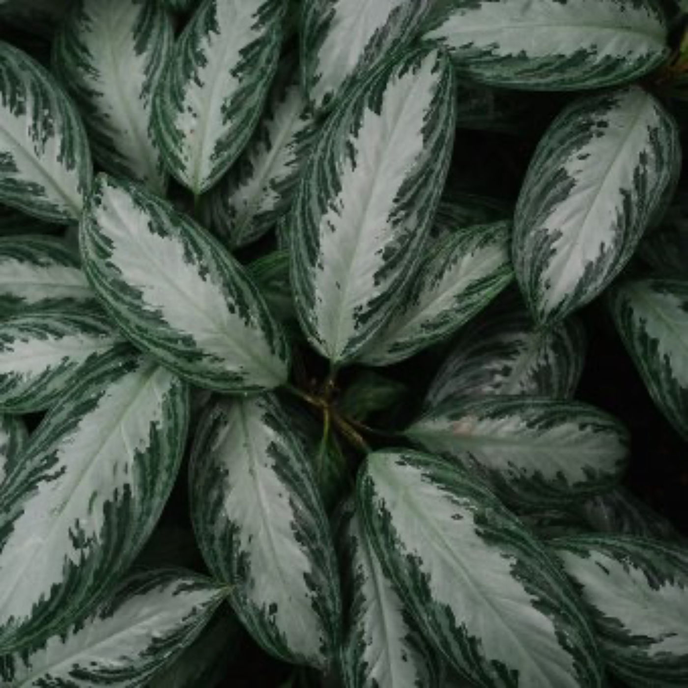 The Keys To Emotional And Mental Health | Week 3