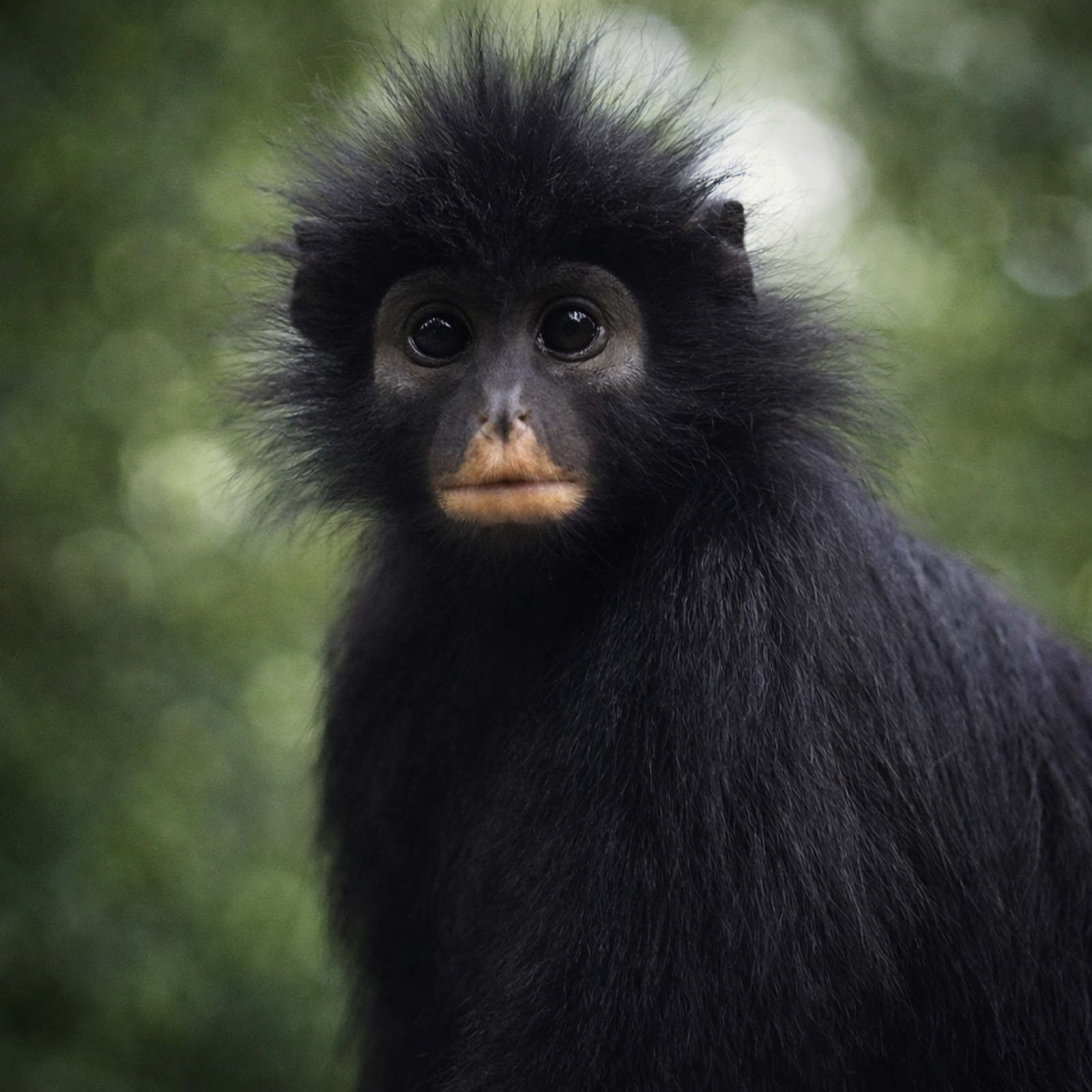 Fringey Mini: Good news there's a new monkey  episode artwork