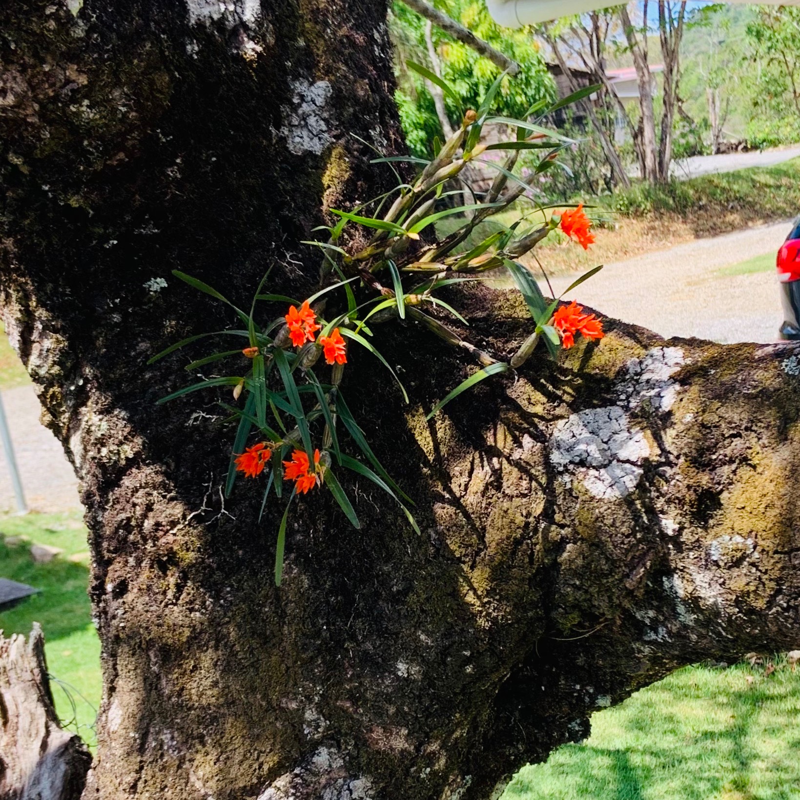 Corman’s songs & books